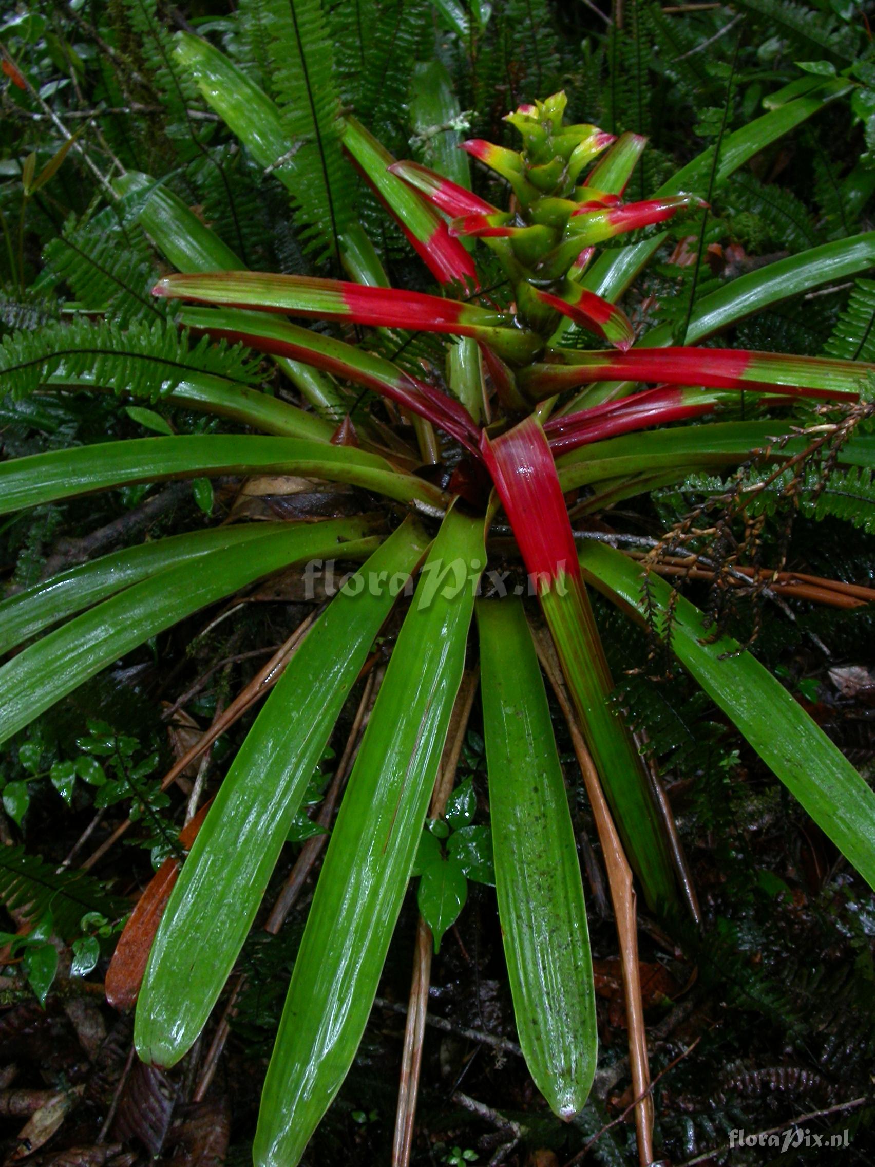 Guzmania  