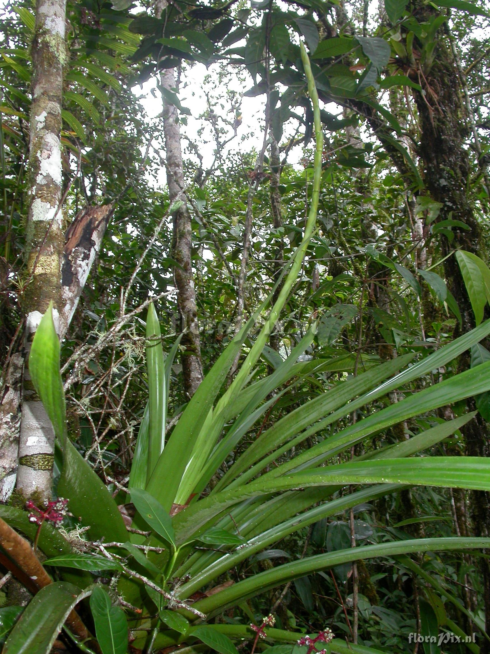 Guzmania  