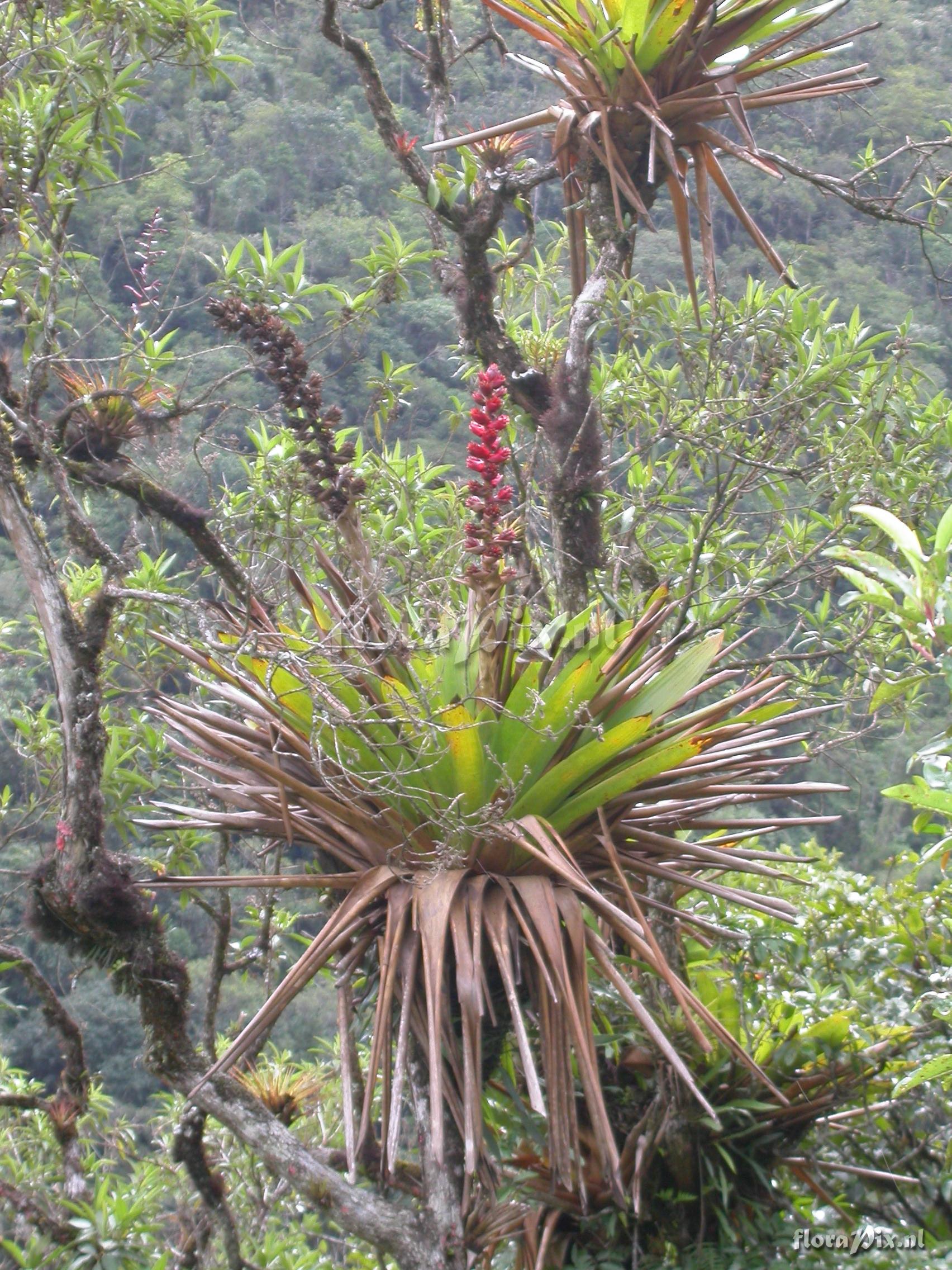 Mezobromelia capituligera