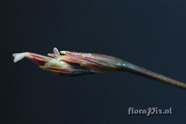 Tillandsia capillaris