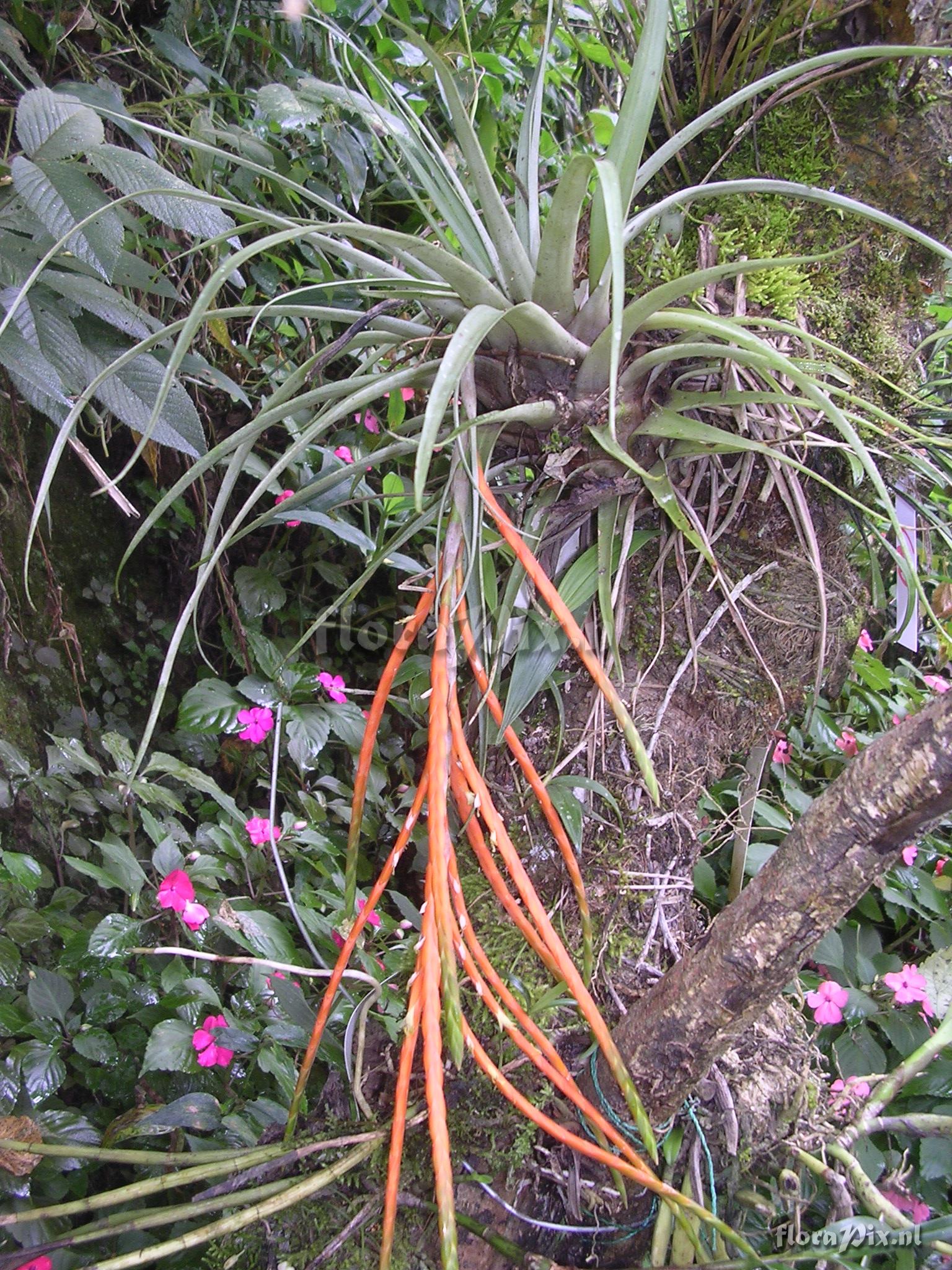 Tillandsia barthlottii Rauh