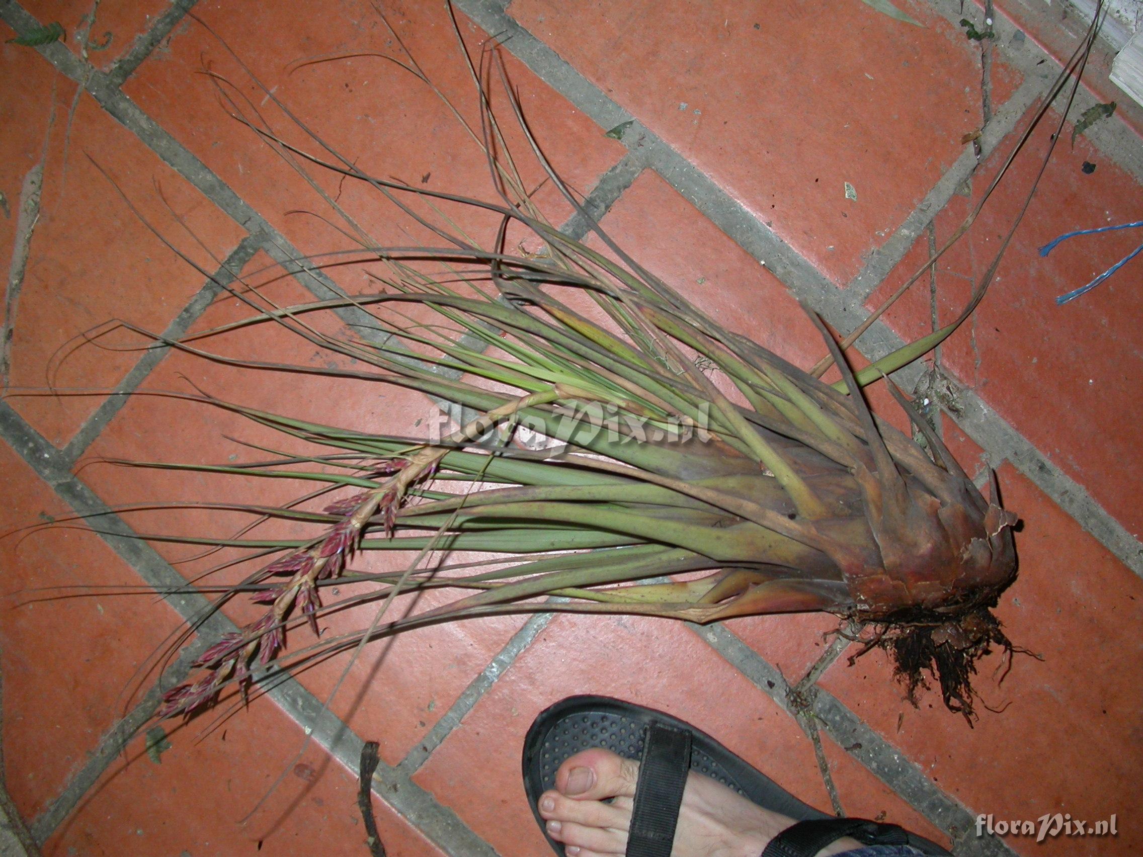 Tillandsia engleriana Wittm.