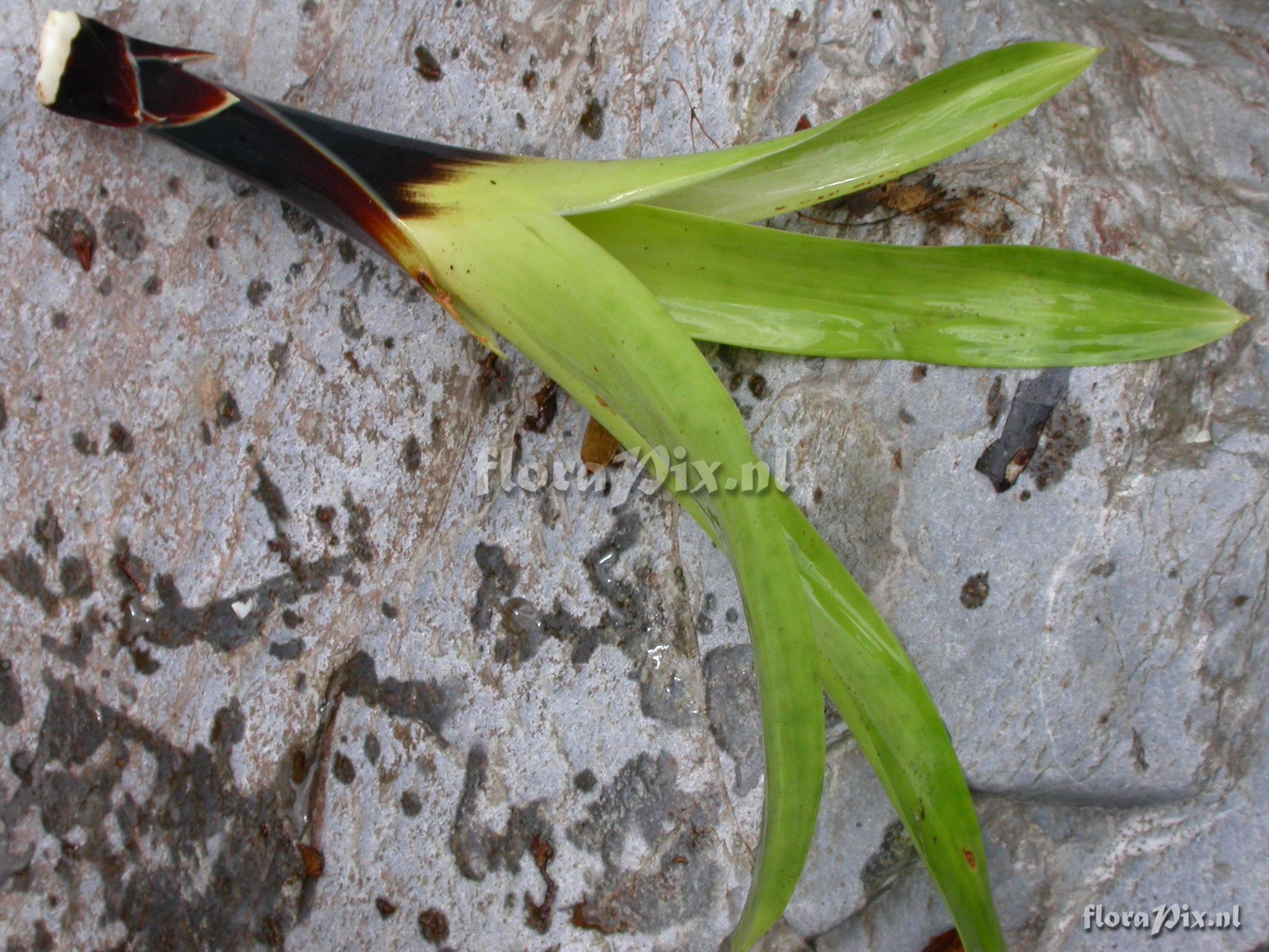 Tillandsia truncata L.B. Sm. var. major H. Luther 