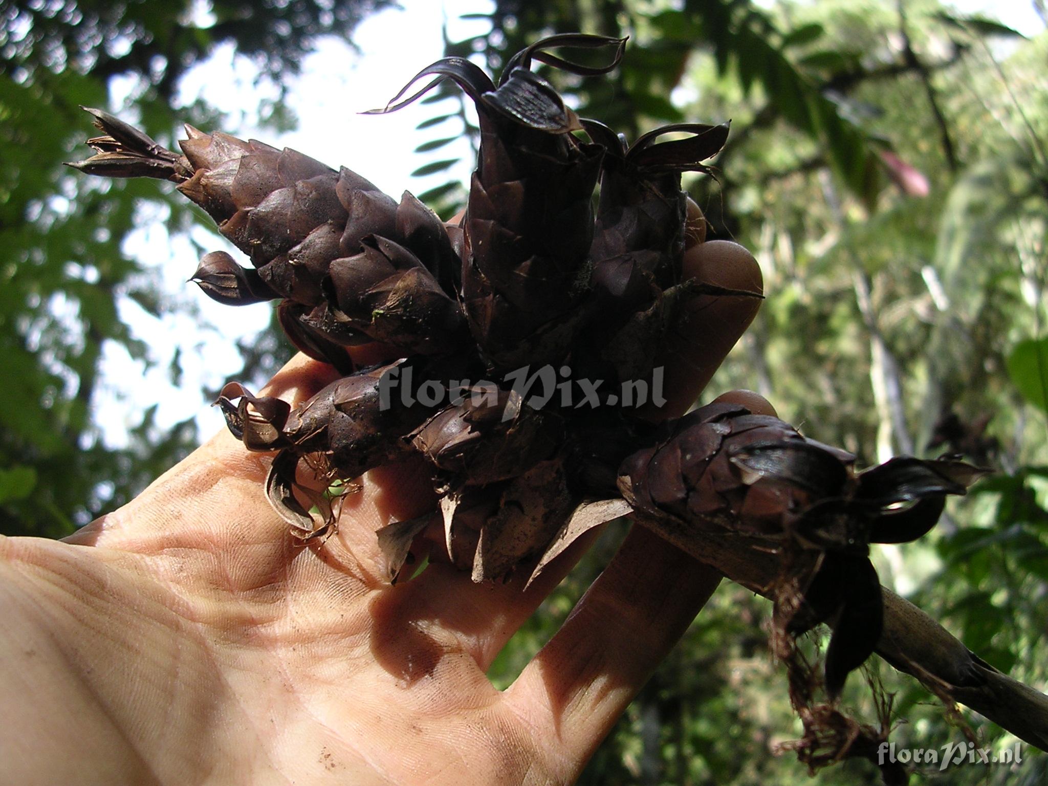 Guzmania confusa L.B. Sm.