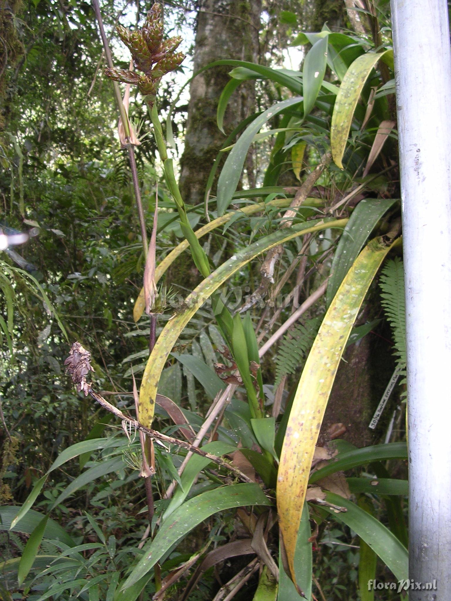 Guzmania confusa L.B. Sm.