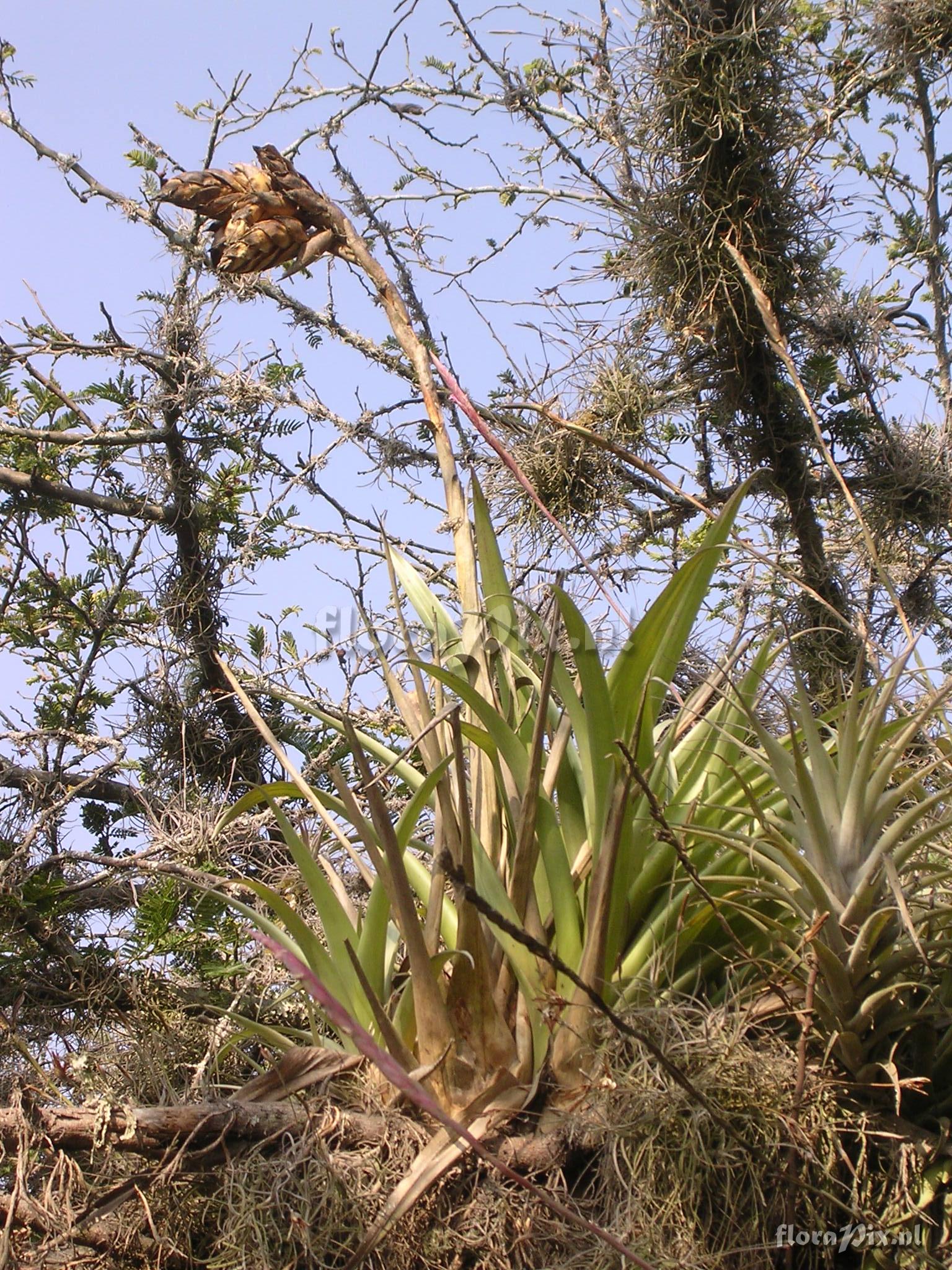 Tillandsia lajensis L.B. Sm.