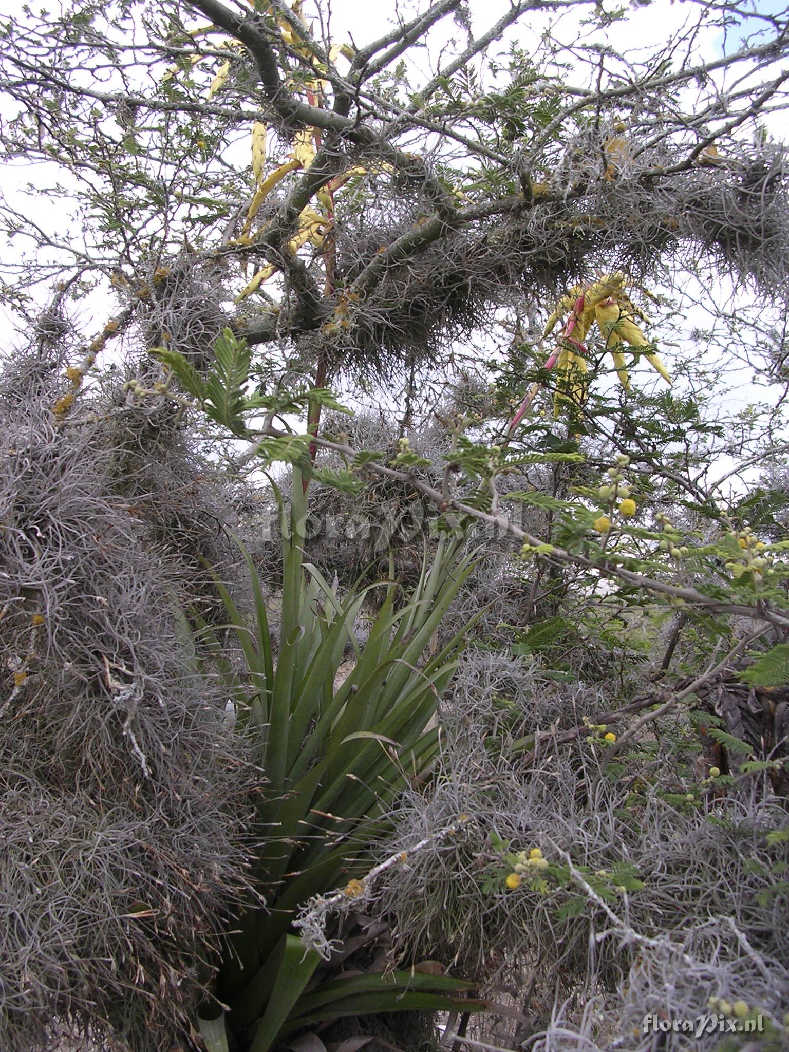 Tillandsia lajensis L.B. Sm.