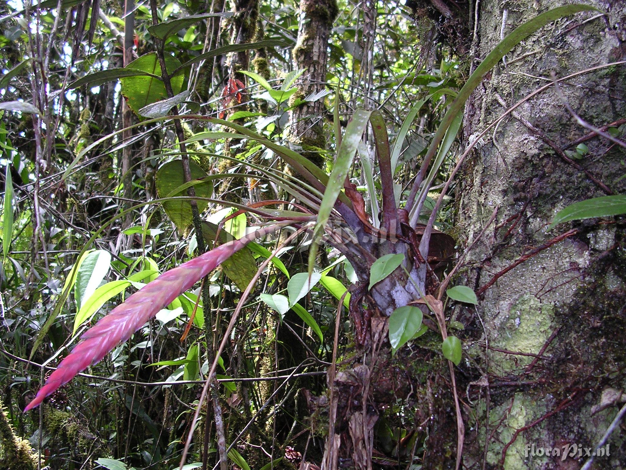 Tillandsia rhodosticta L.B. Sm.