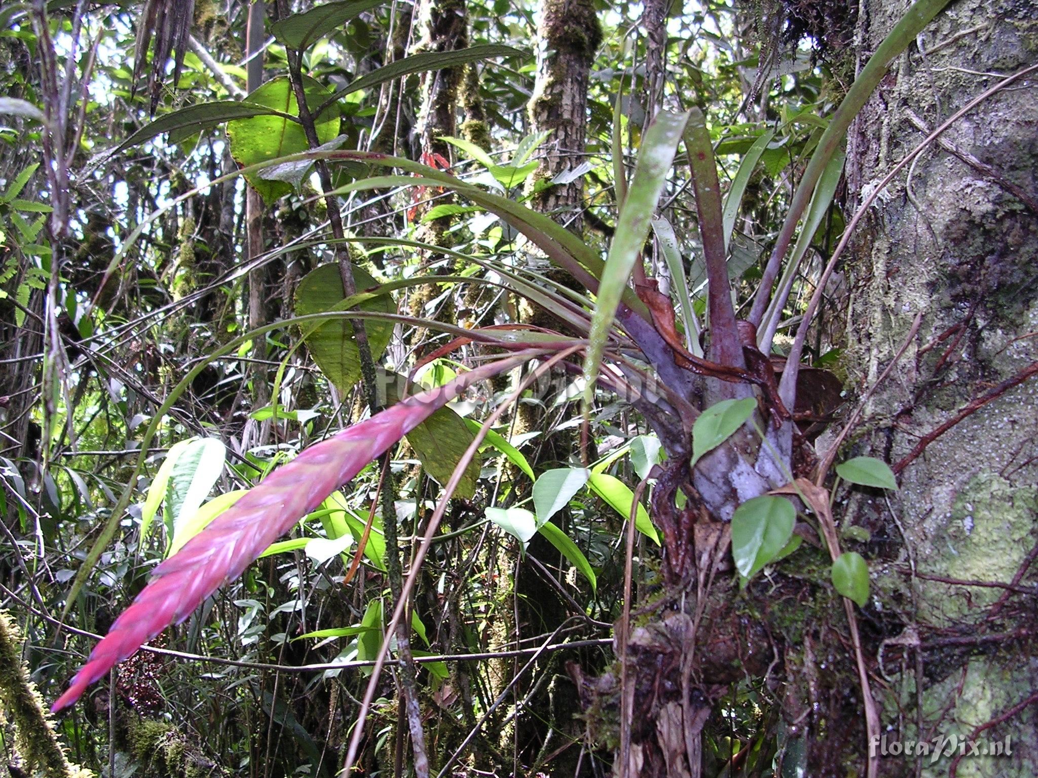 Tillandsia rhodosticta L.B. Sm.