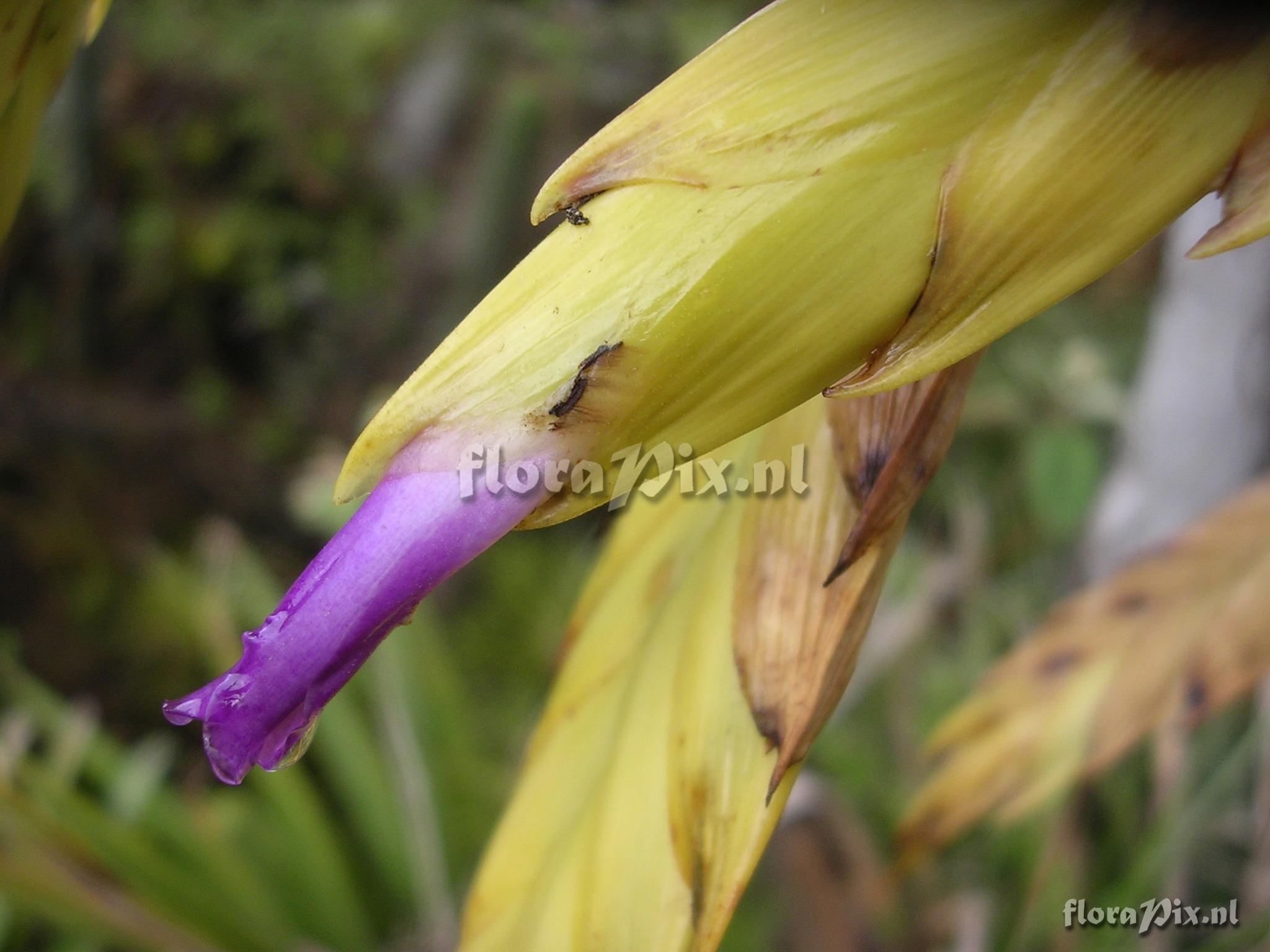 Tillandsia lajensis L.B. Sm.