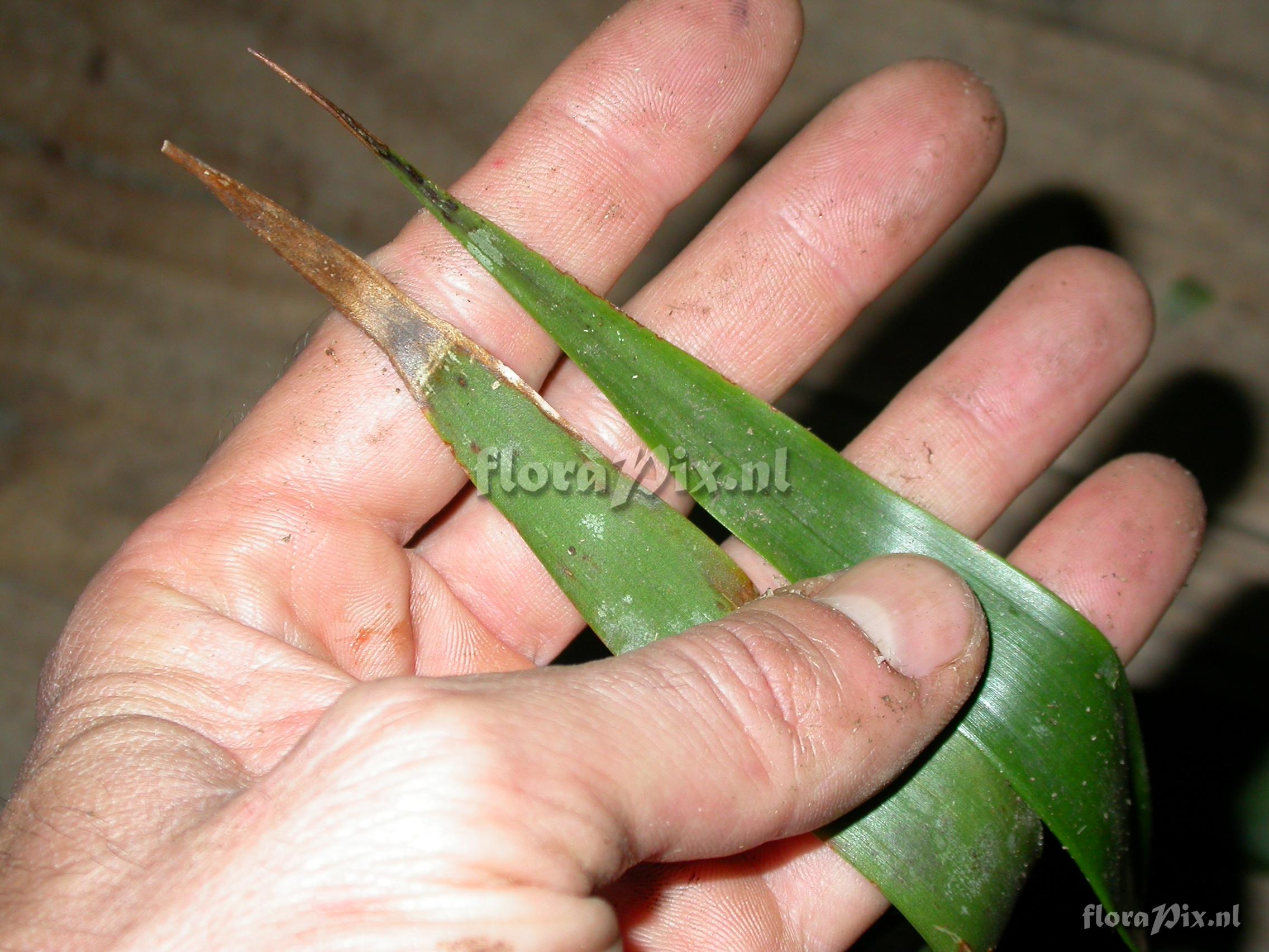 Guzmania morreniana 