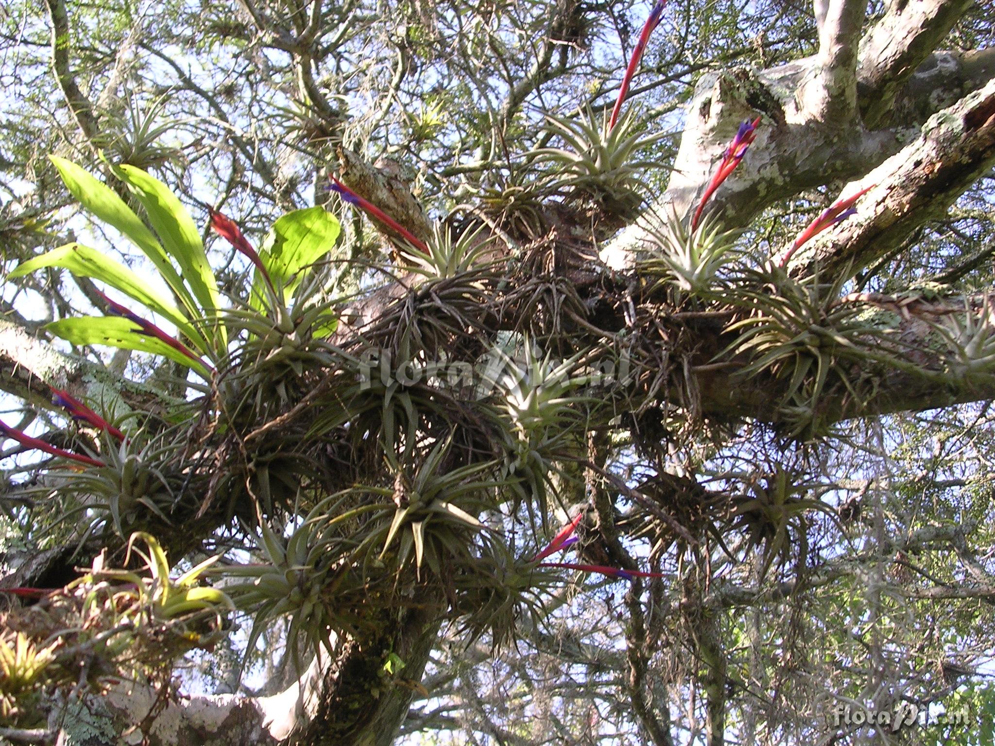 Vriesea espinosae (L.B. Sm.) Gilmartin