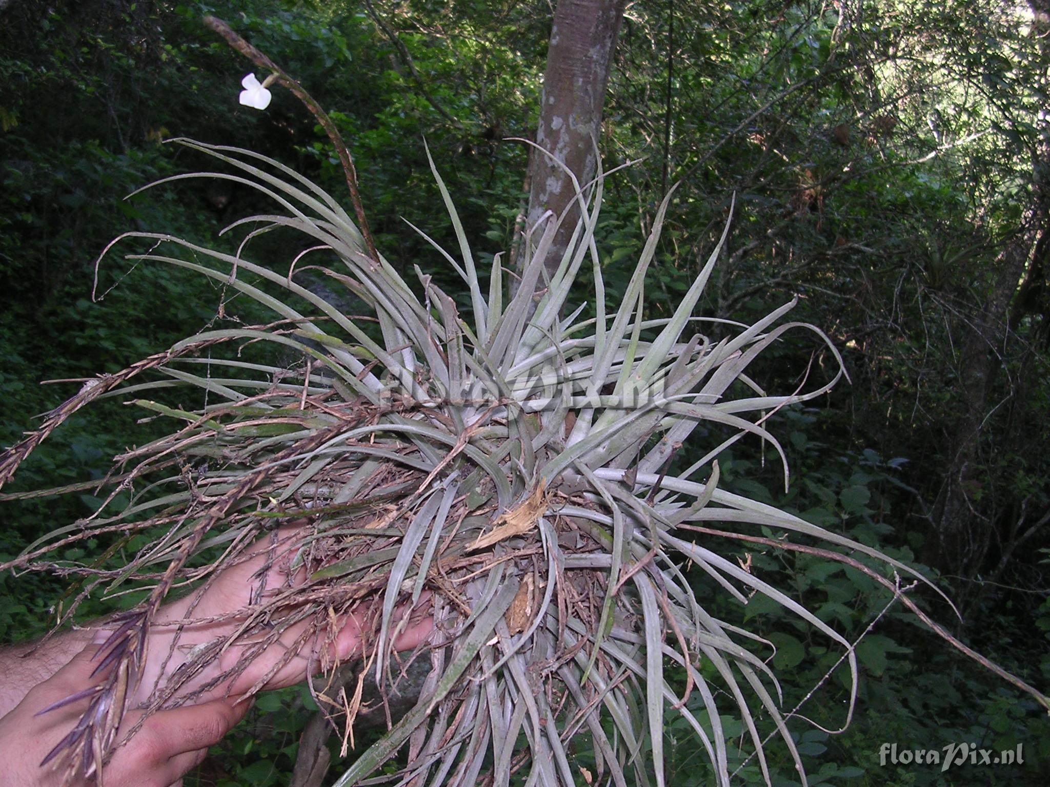 Tillandsia trichoglochinoides C. Presl