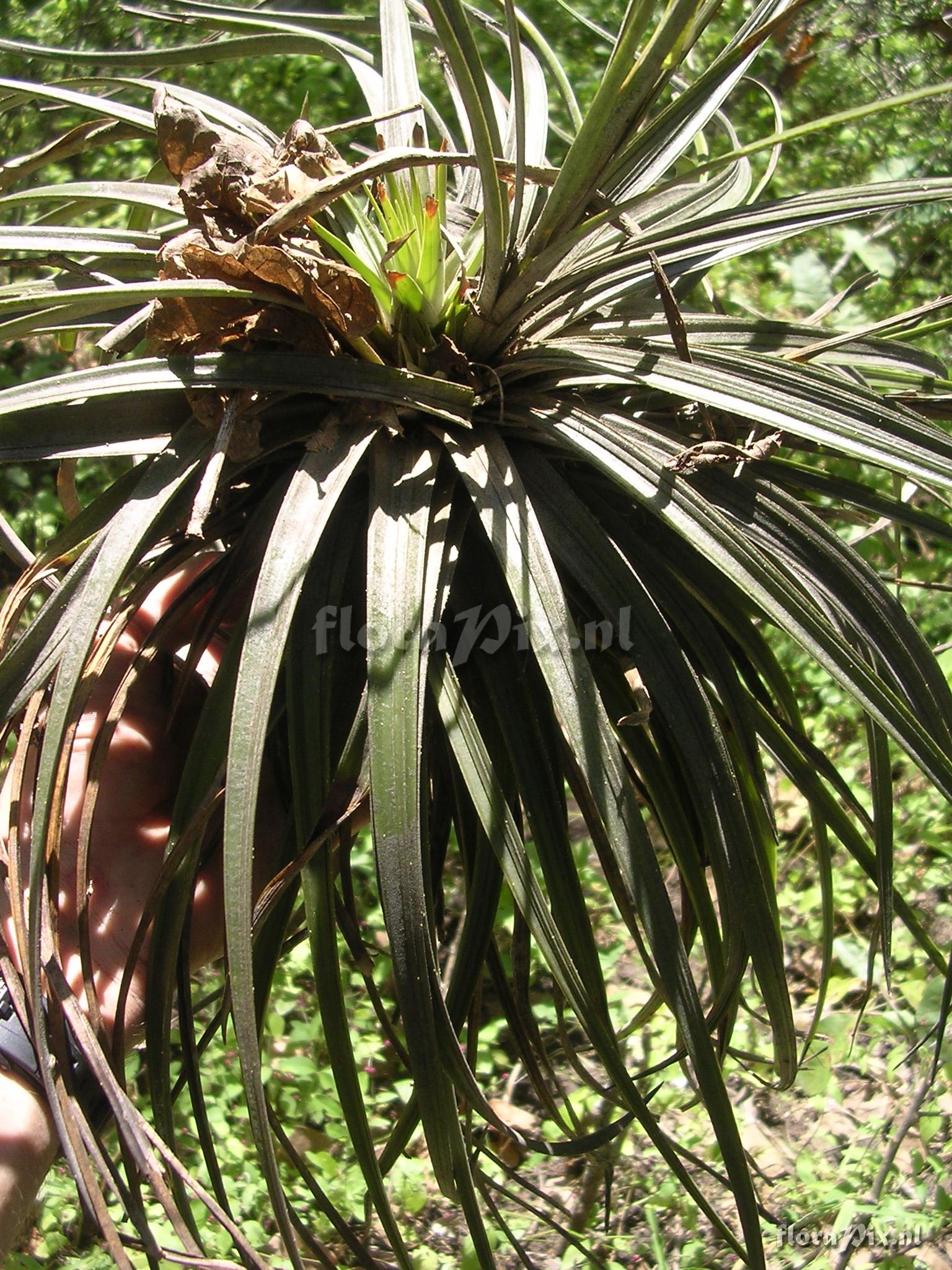 Tillandsia floribunda Kunth