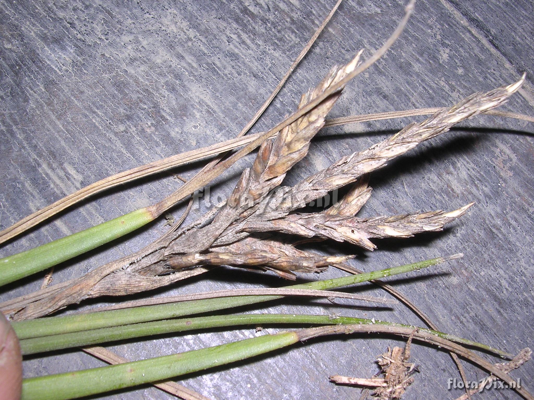 Tillandsia disticha Kunth