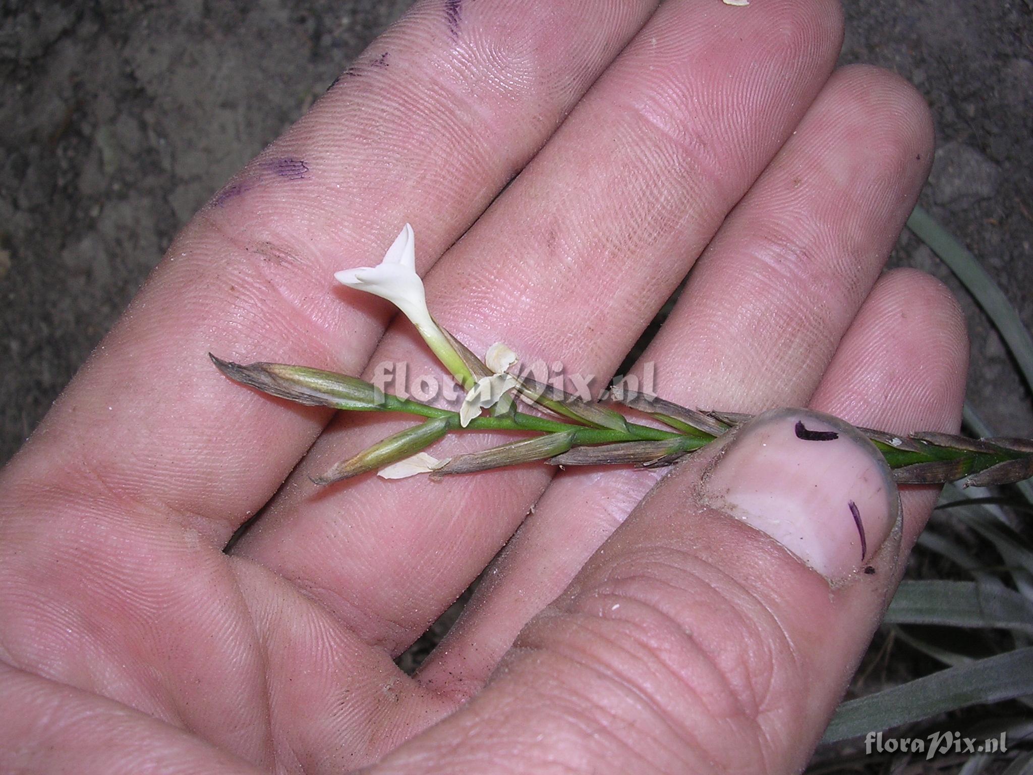 Tillandsia trichoglochinoides C. Presl