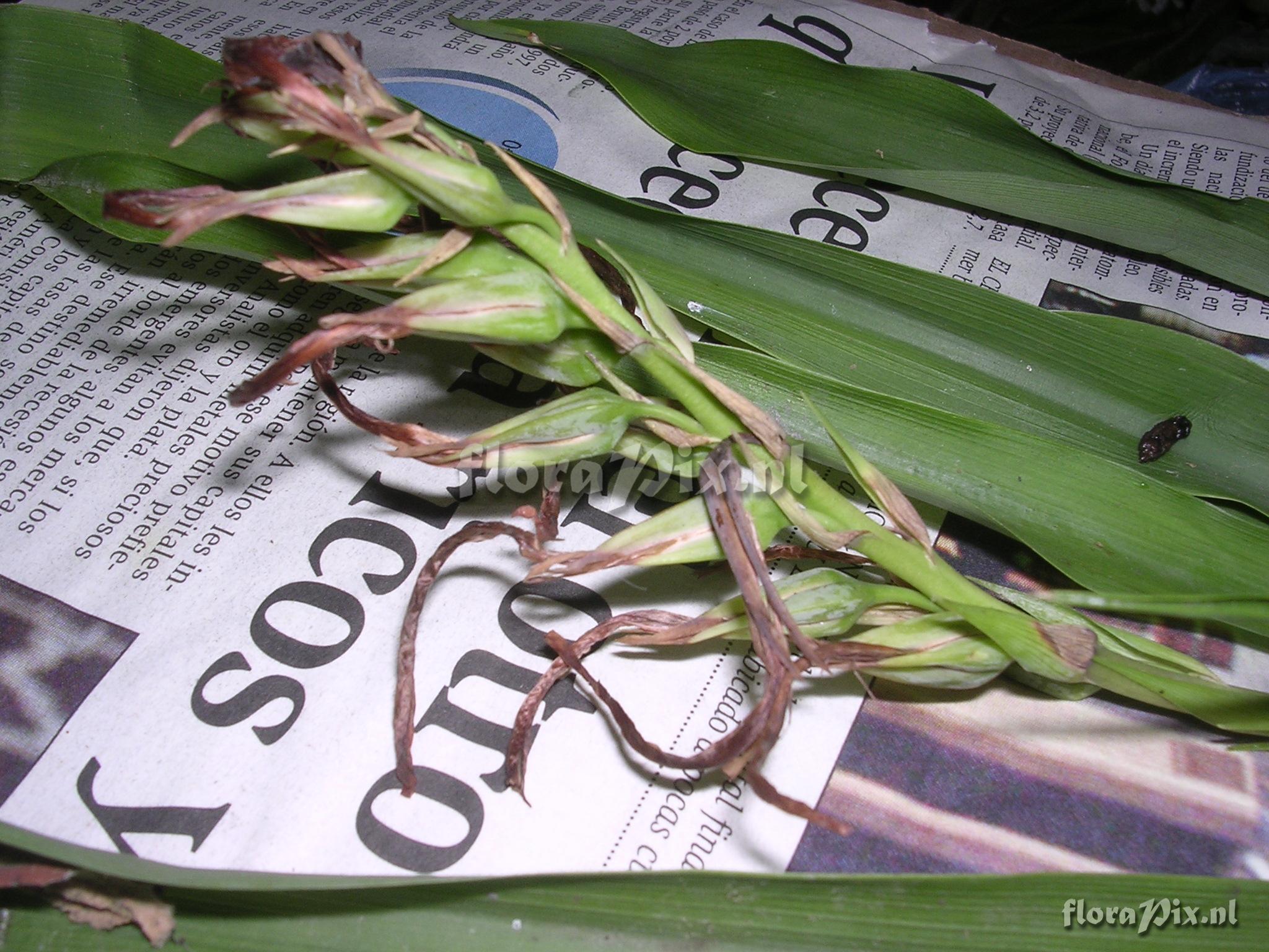 Pitcairnia sp. nov. (conocido como P. oblongifolia) 