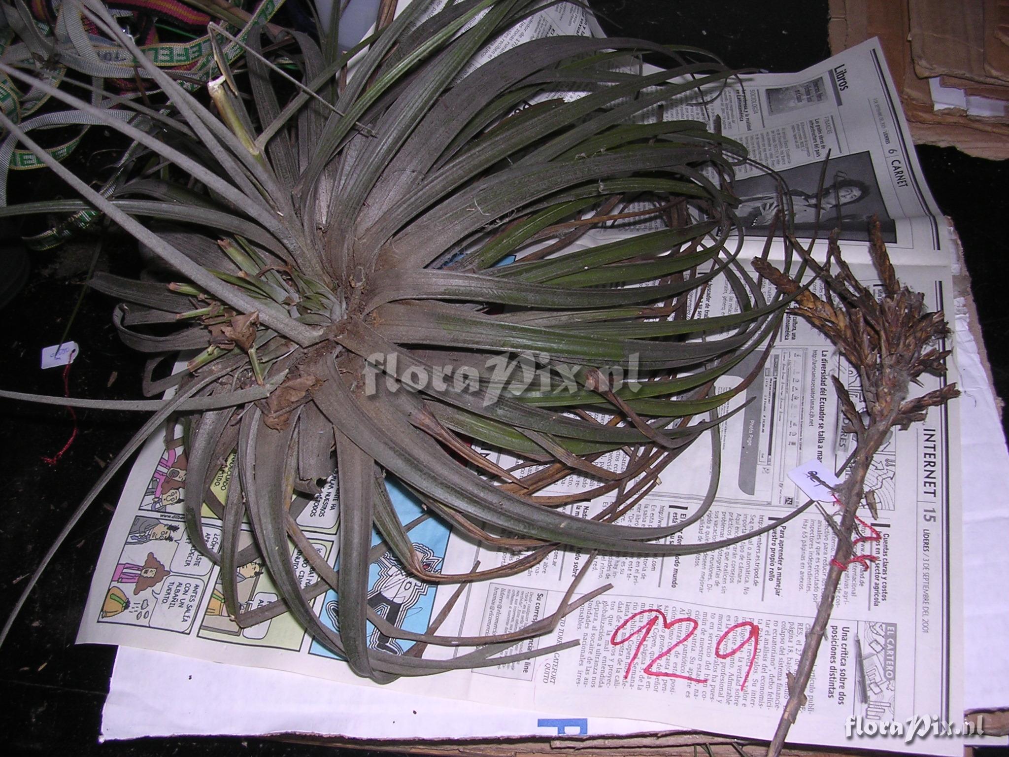 Tillandsia floribunda Kunth