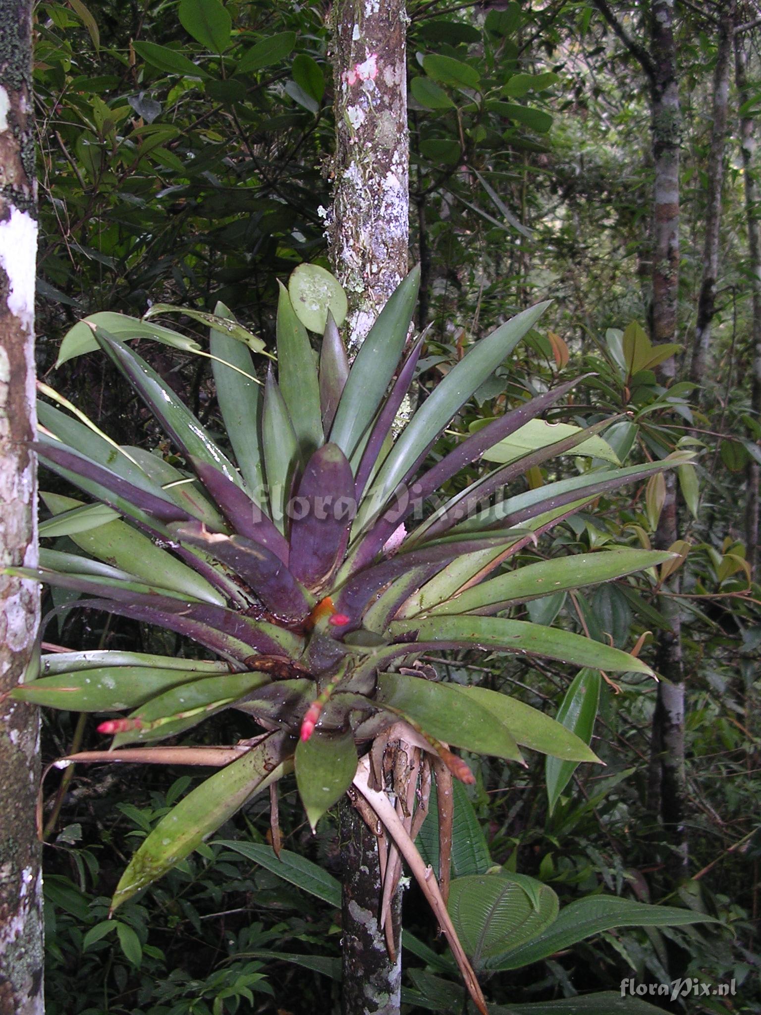 Tillandsia complanata Benth. ssp. complanata Gilmartin