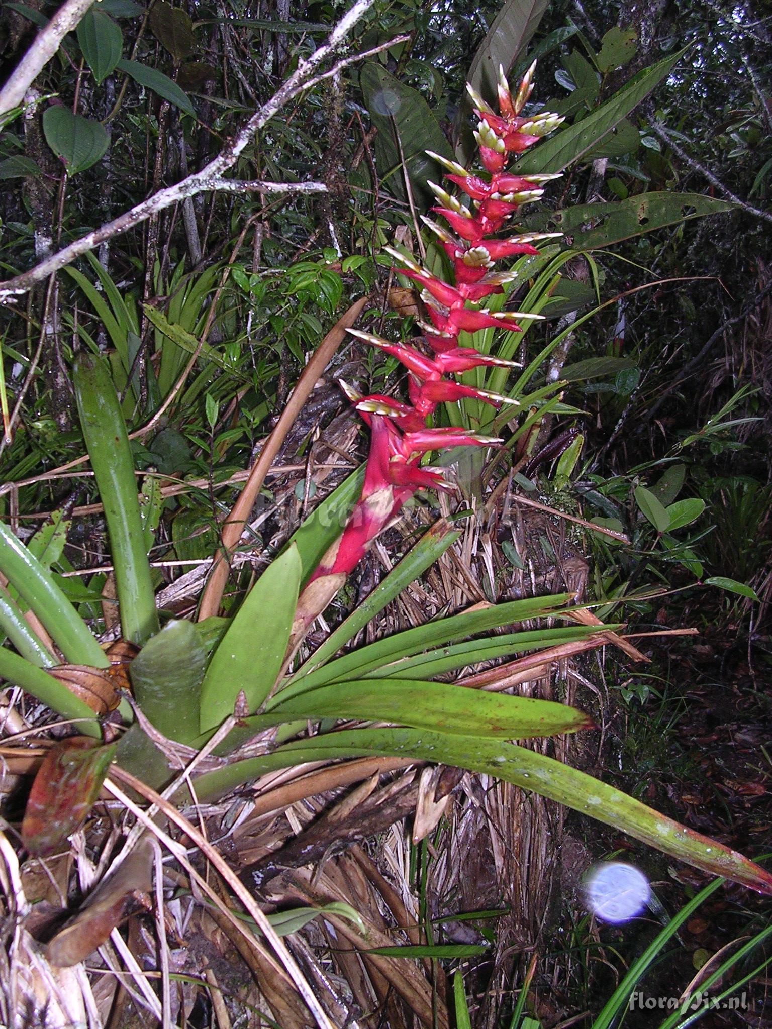 Vriesea rubrobracteata 