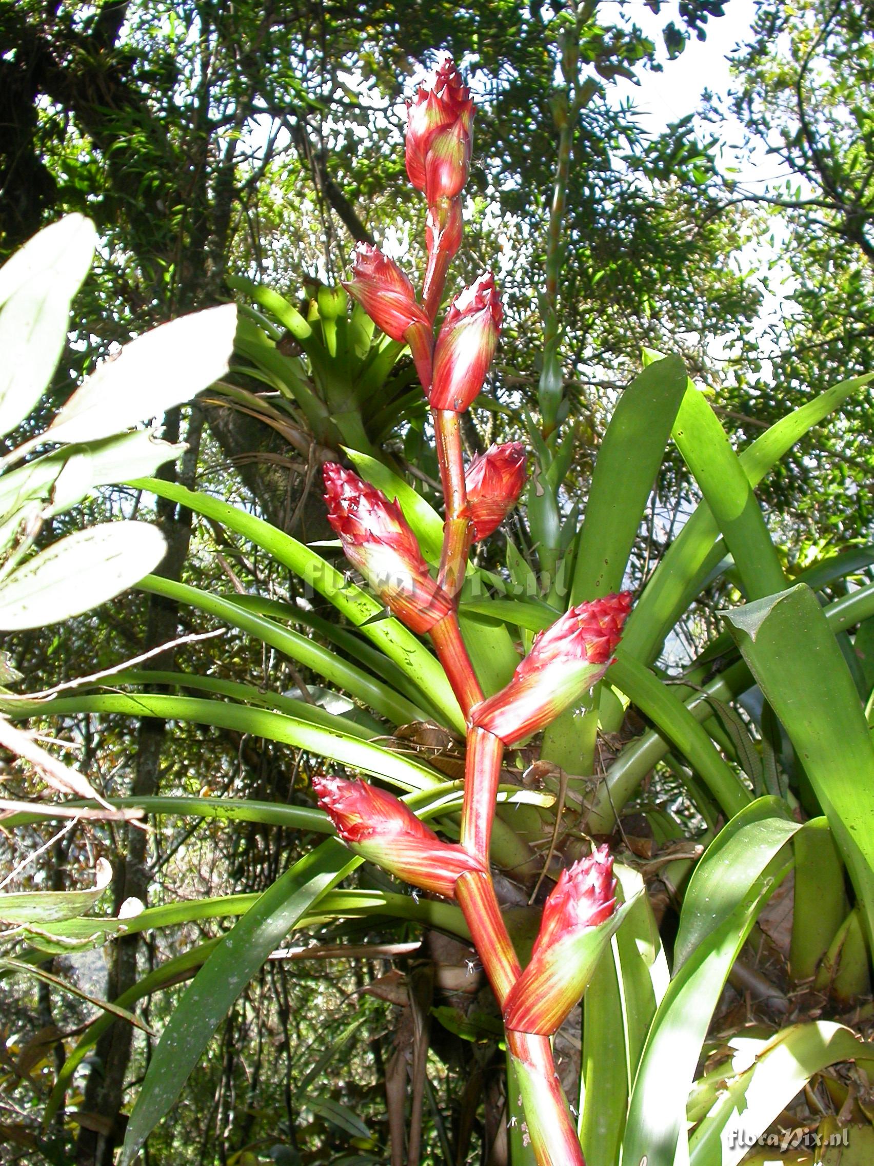 Guzmania atrocastanea H. Luther