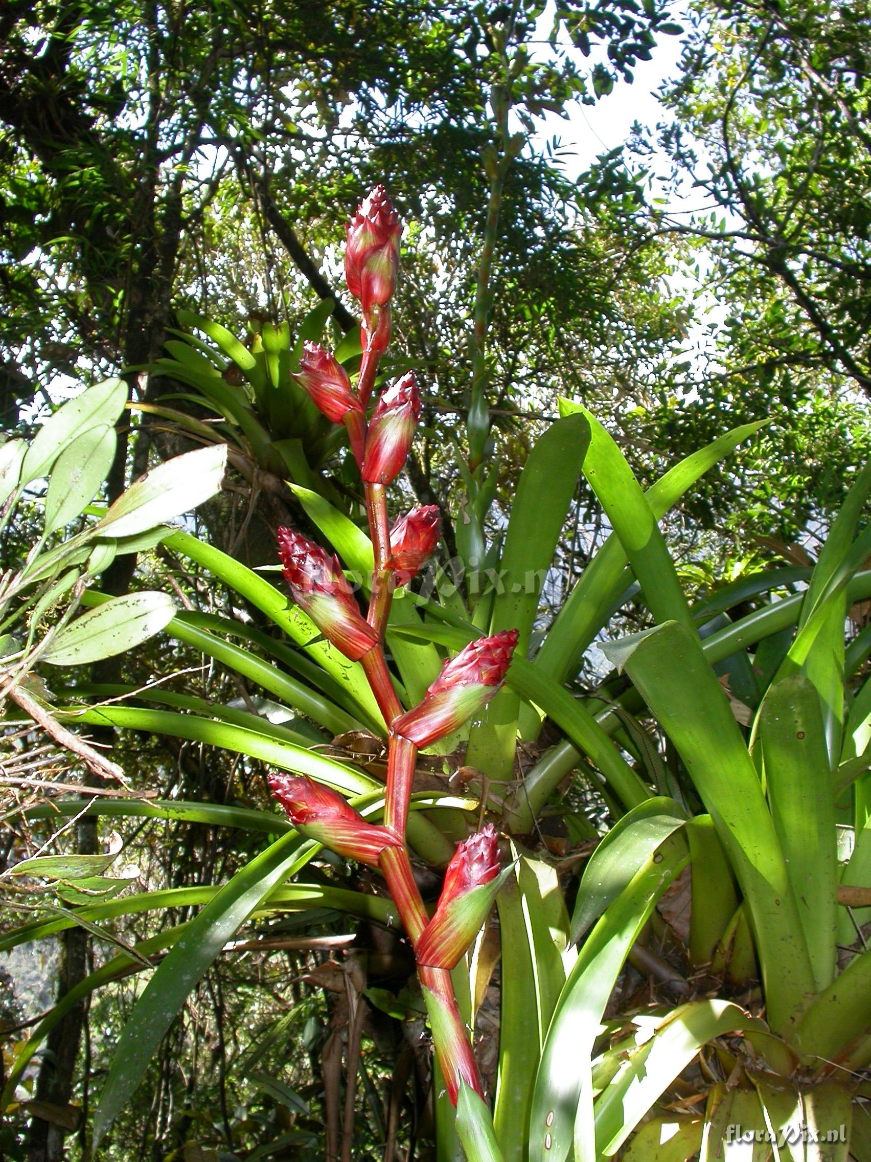 Guzmania atrocastanea H. Luther