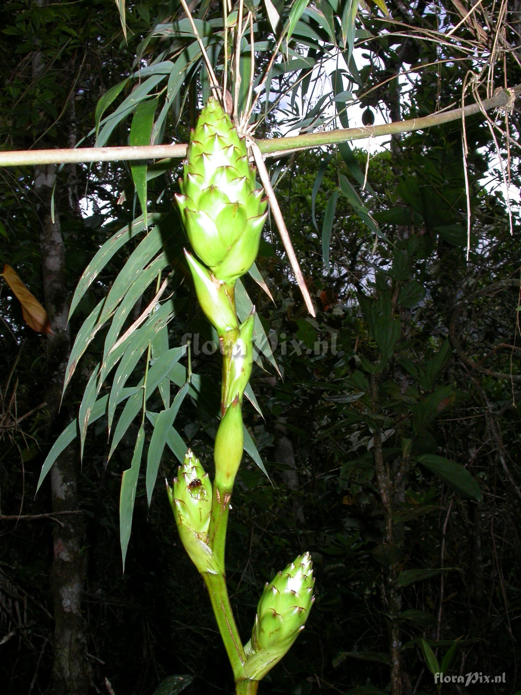 Guzmania atrocastanea H. Luther