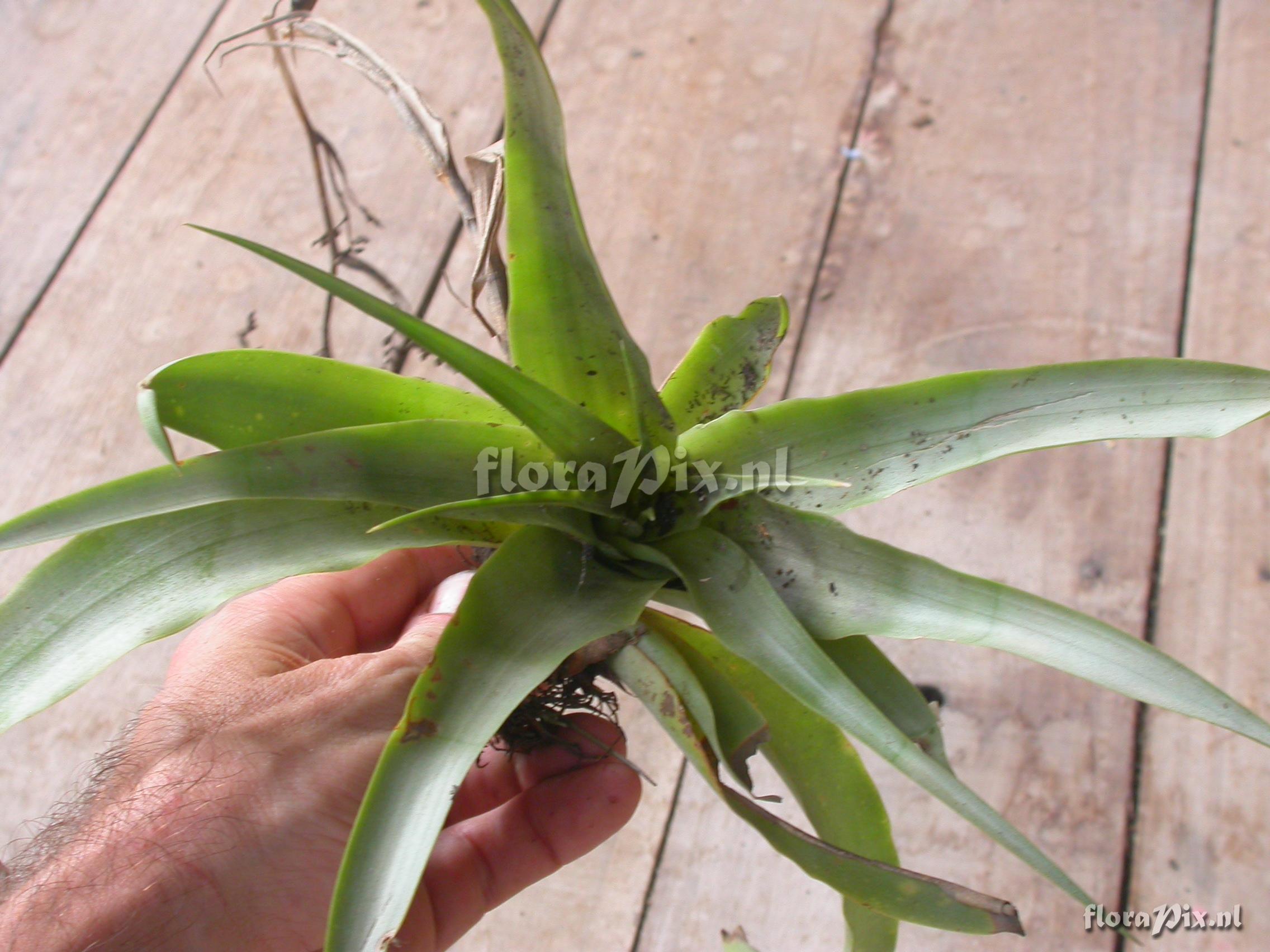 Racinaea multiflora var. tomensis (Benth.) M.A.Spencer & L.B. Sm.