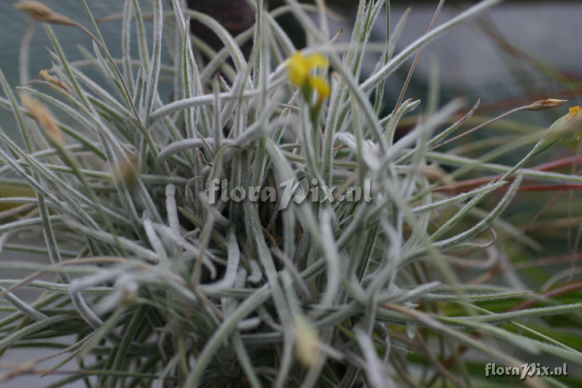 Tillandsia crocata