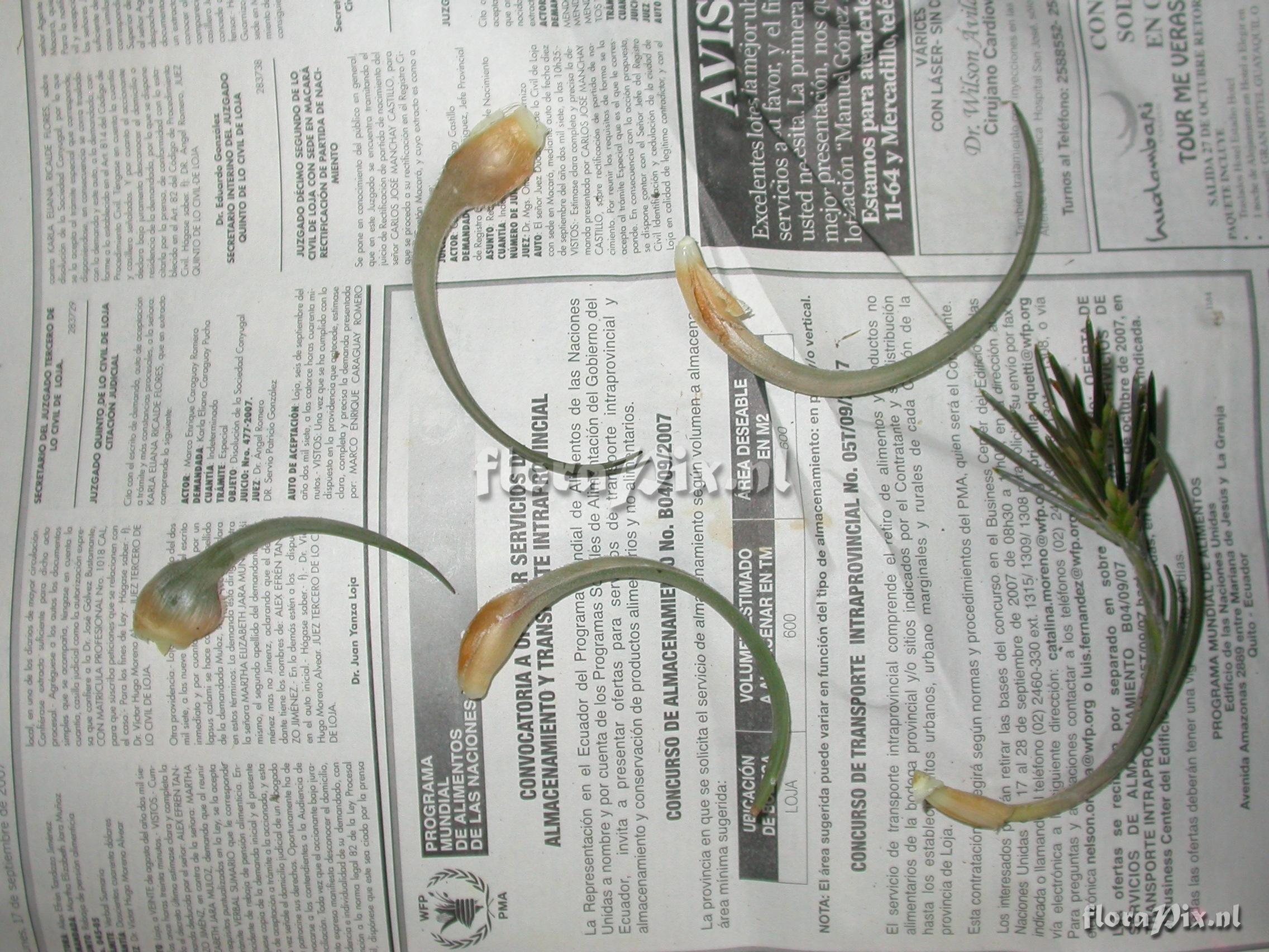 Tillandsia sp. nov. 