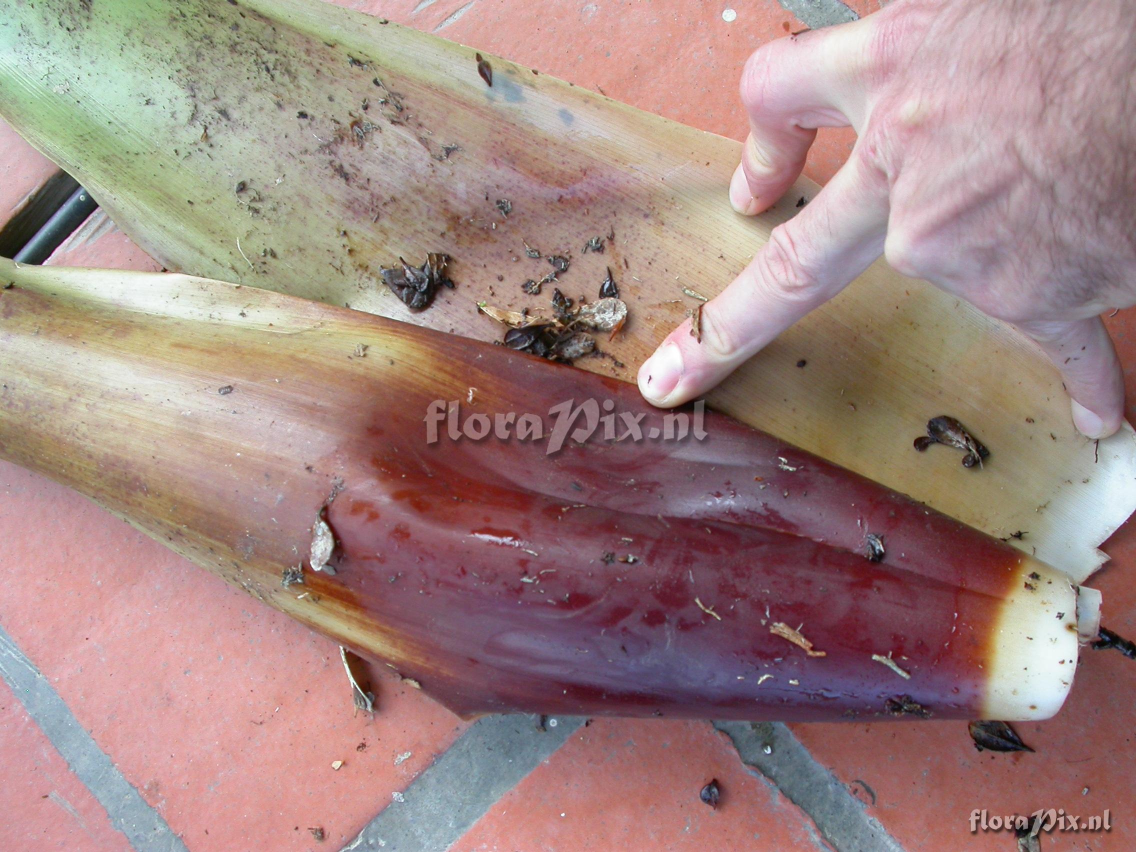 Mezobromelia fulgens L.B. Sm.