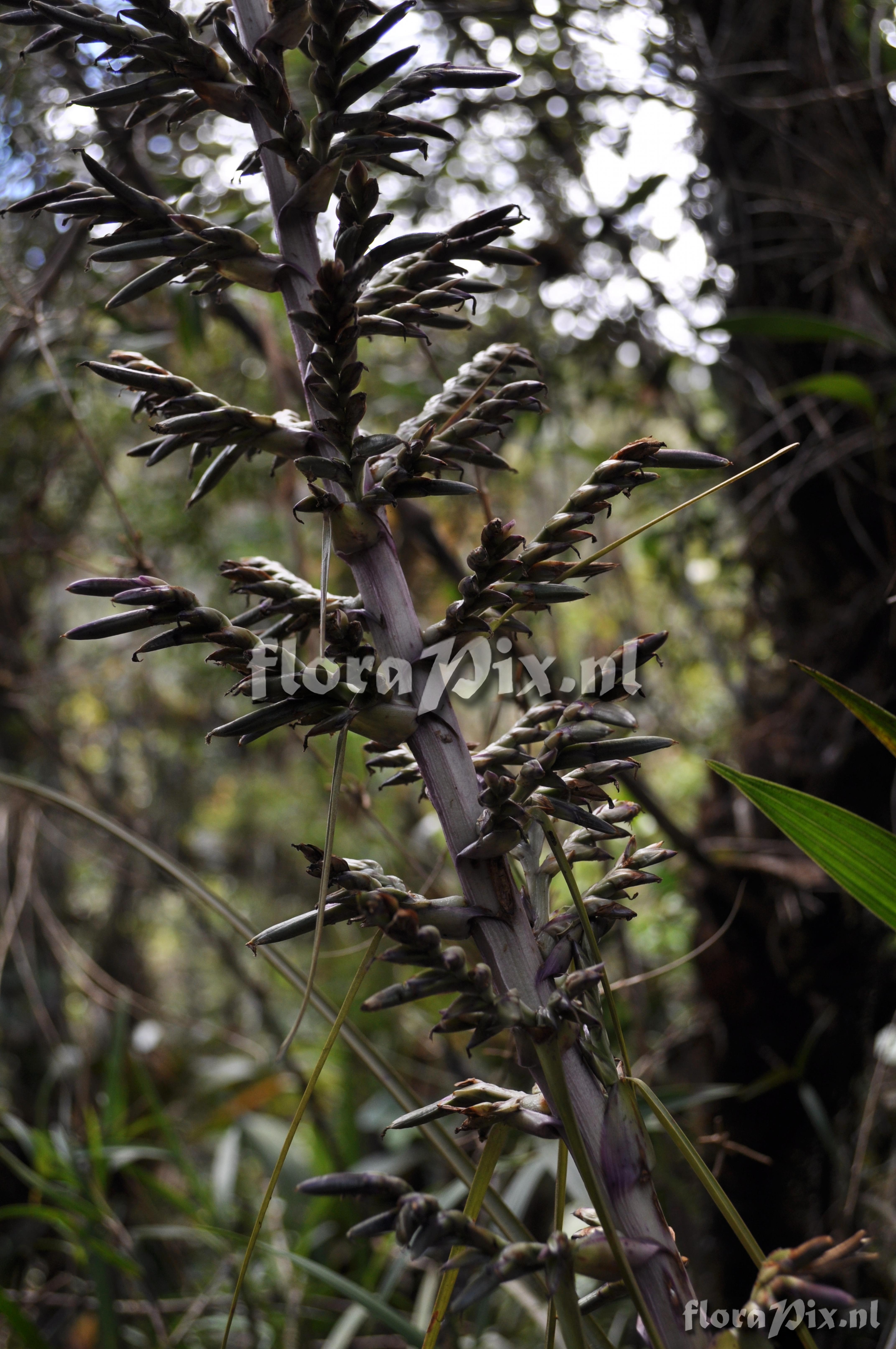 Tillandsia laminata 