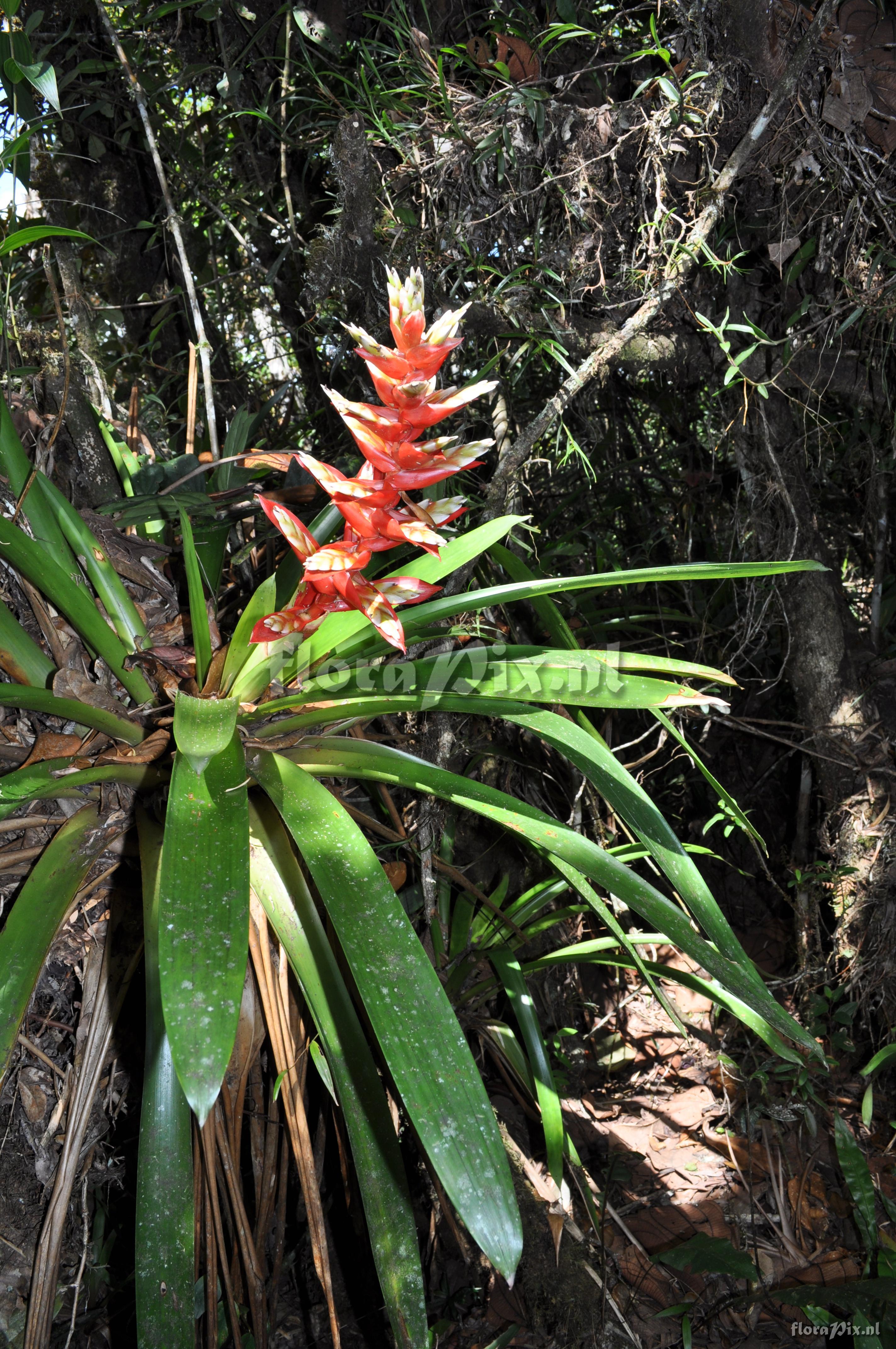 Vriesea rubrobracteata 