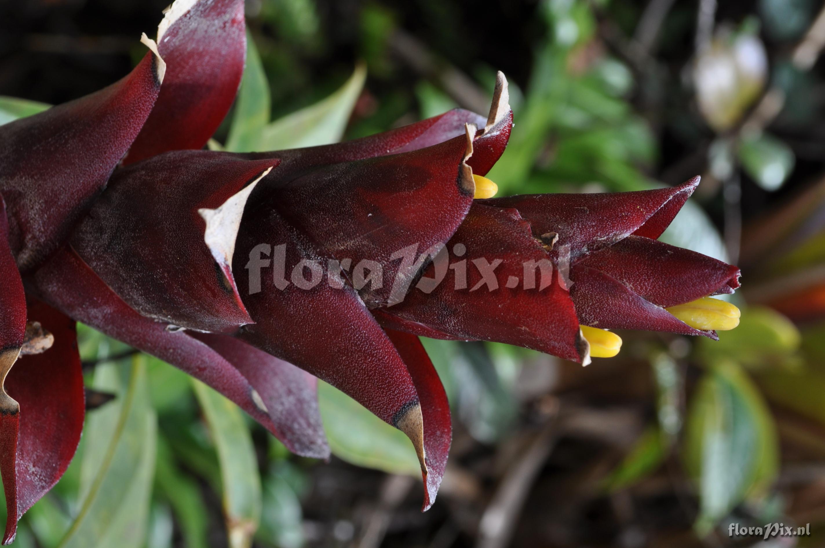 Guzmania lychnis