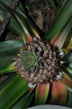Ananas lucidus (comosus)