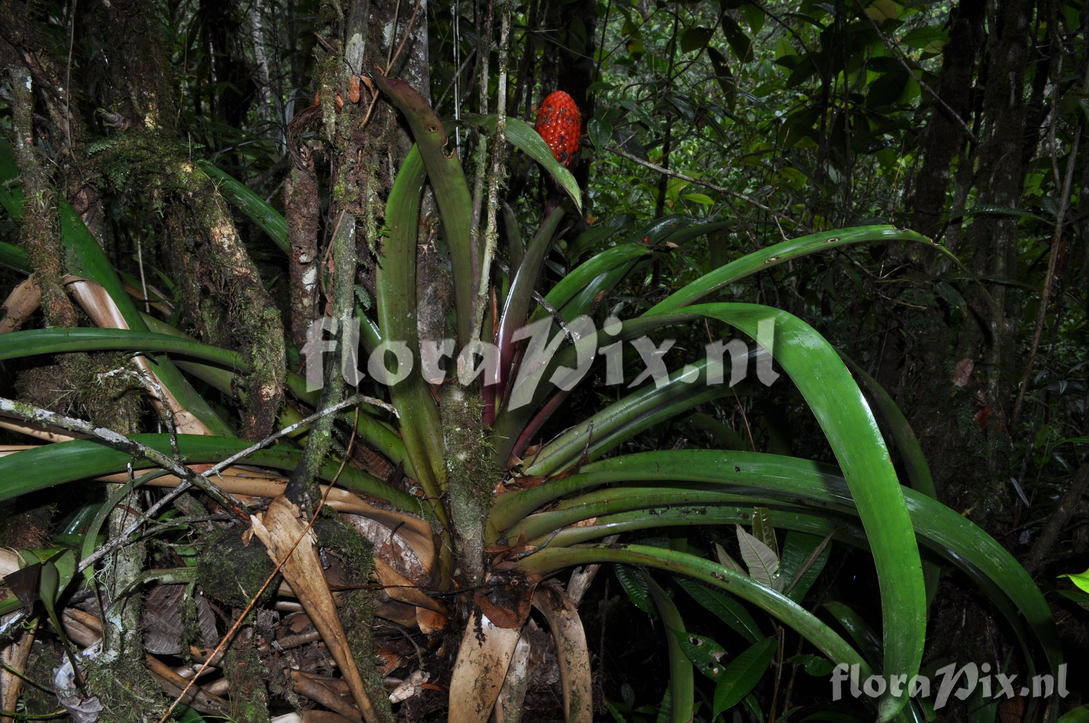 Guzmania claviformis 