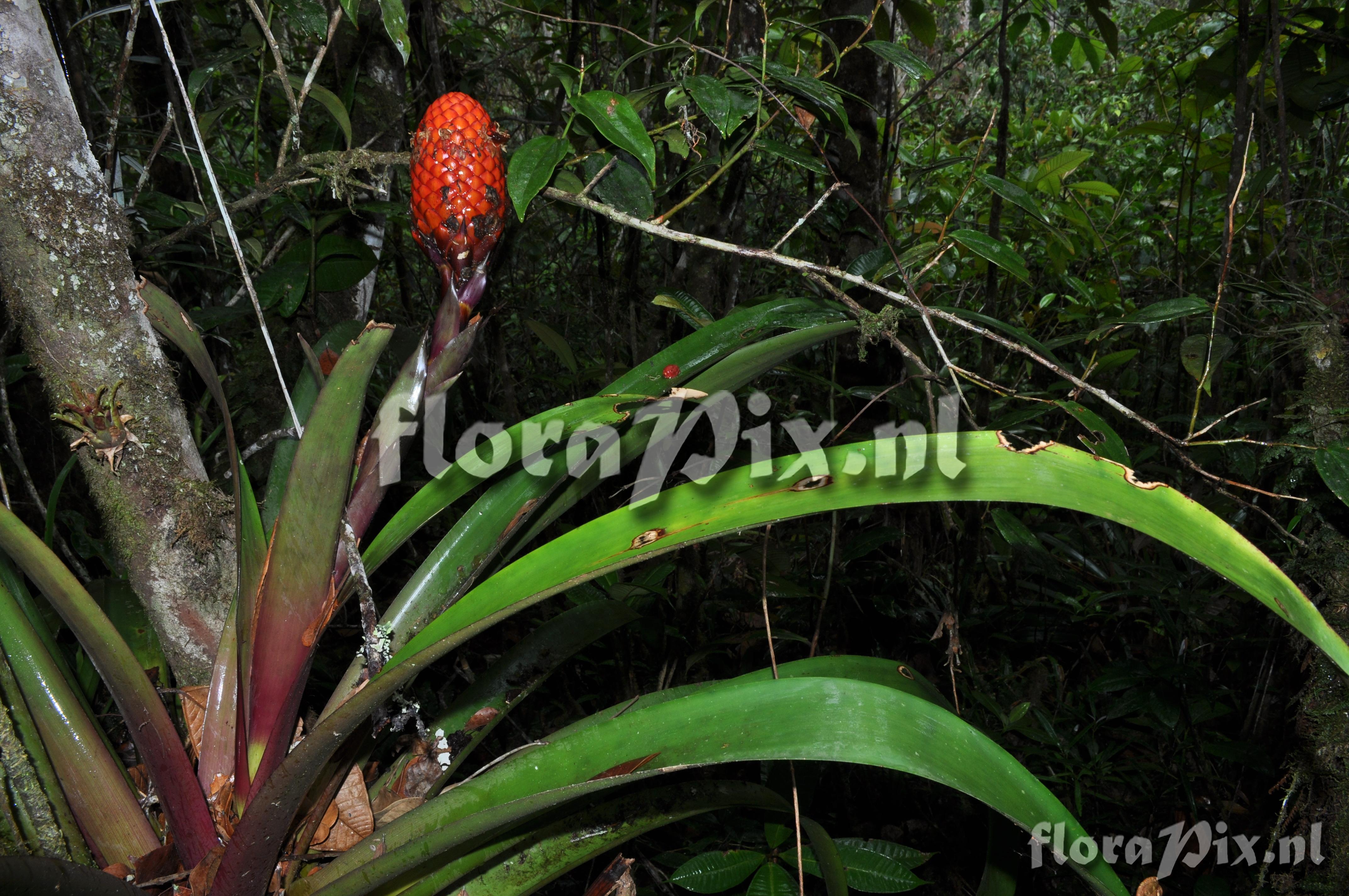 Guzmania claviformis 