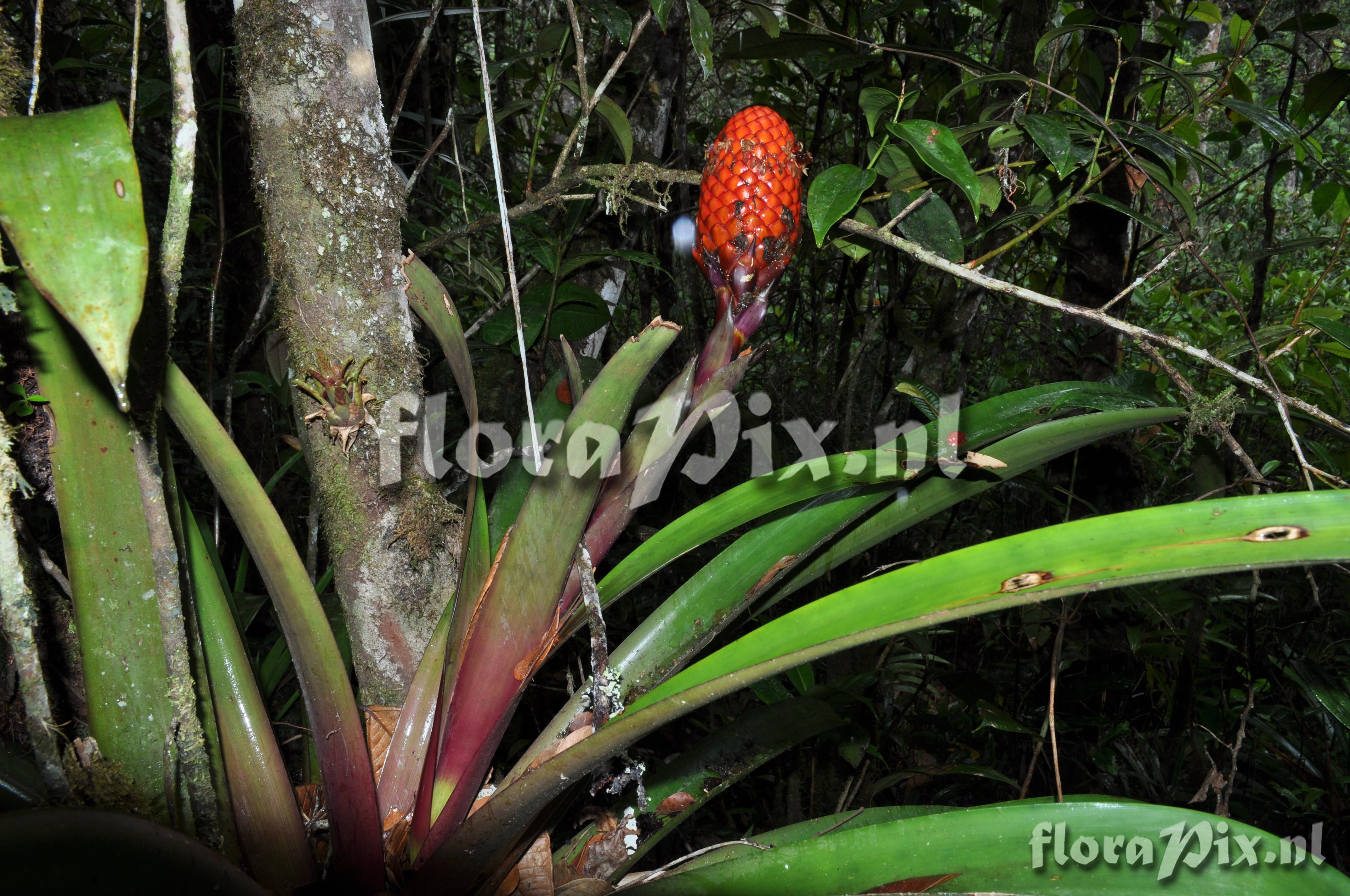 Guzmania claviformis 