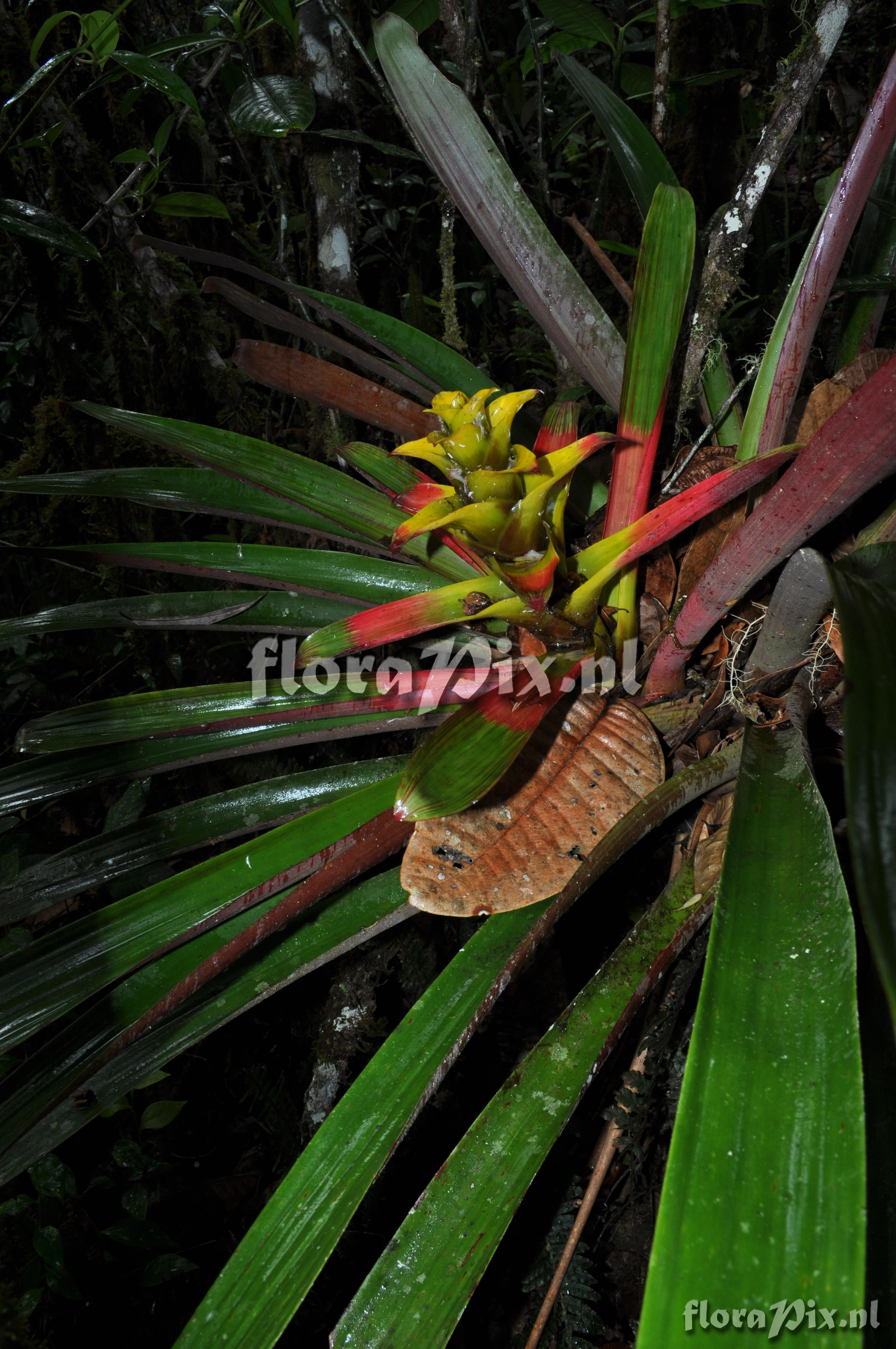 Guzmania squarrosa