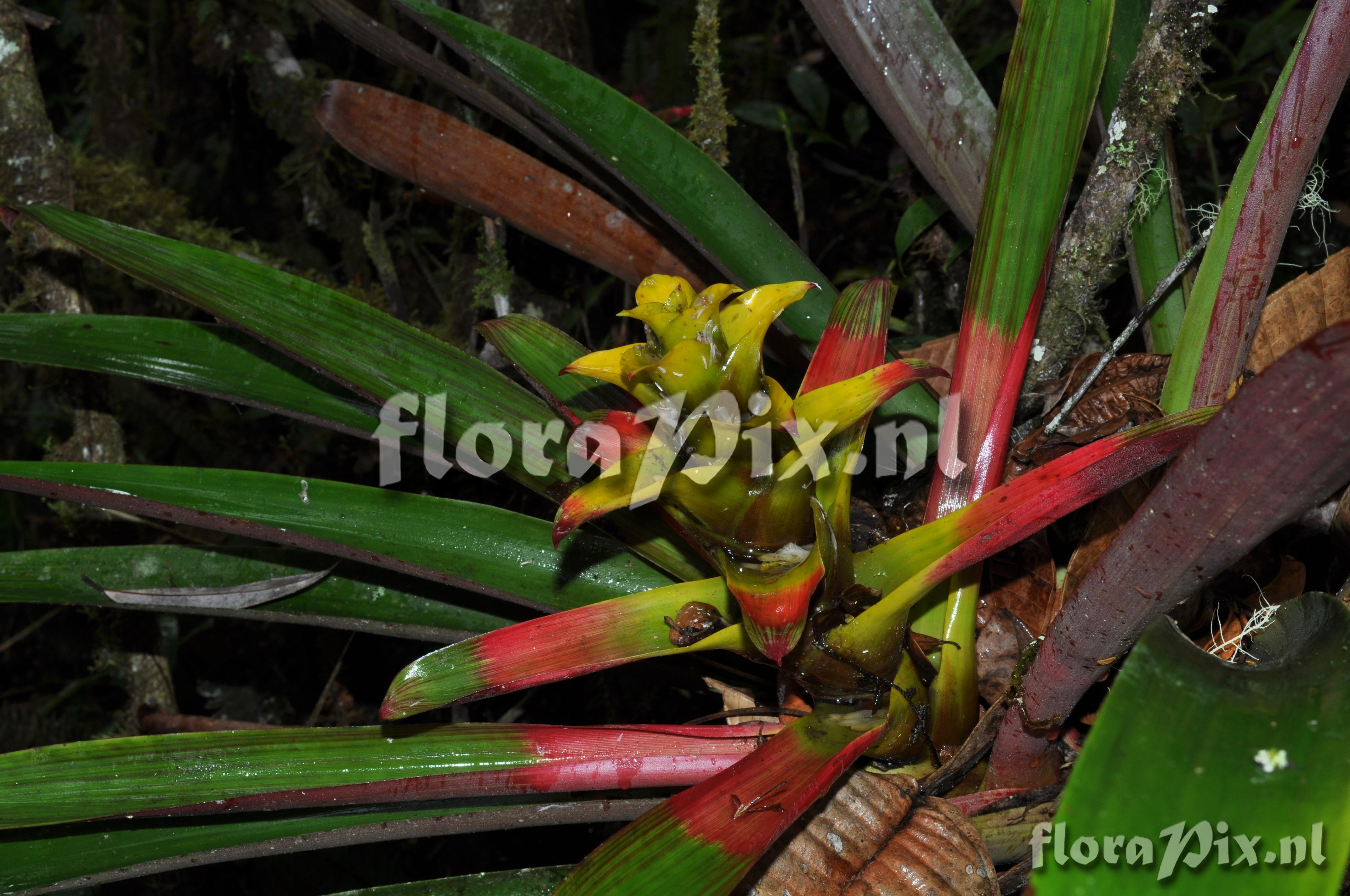 Guzmania squarrosa