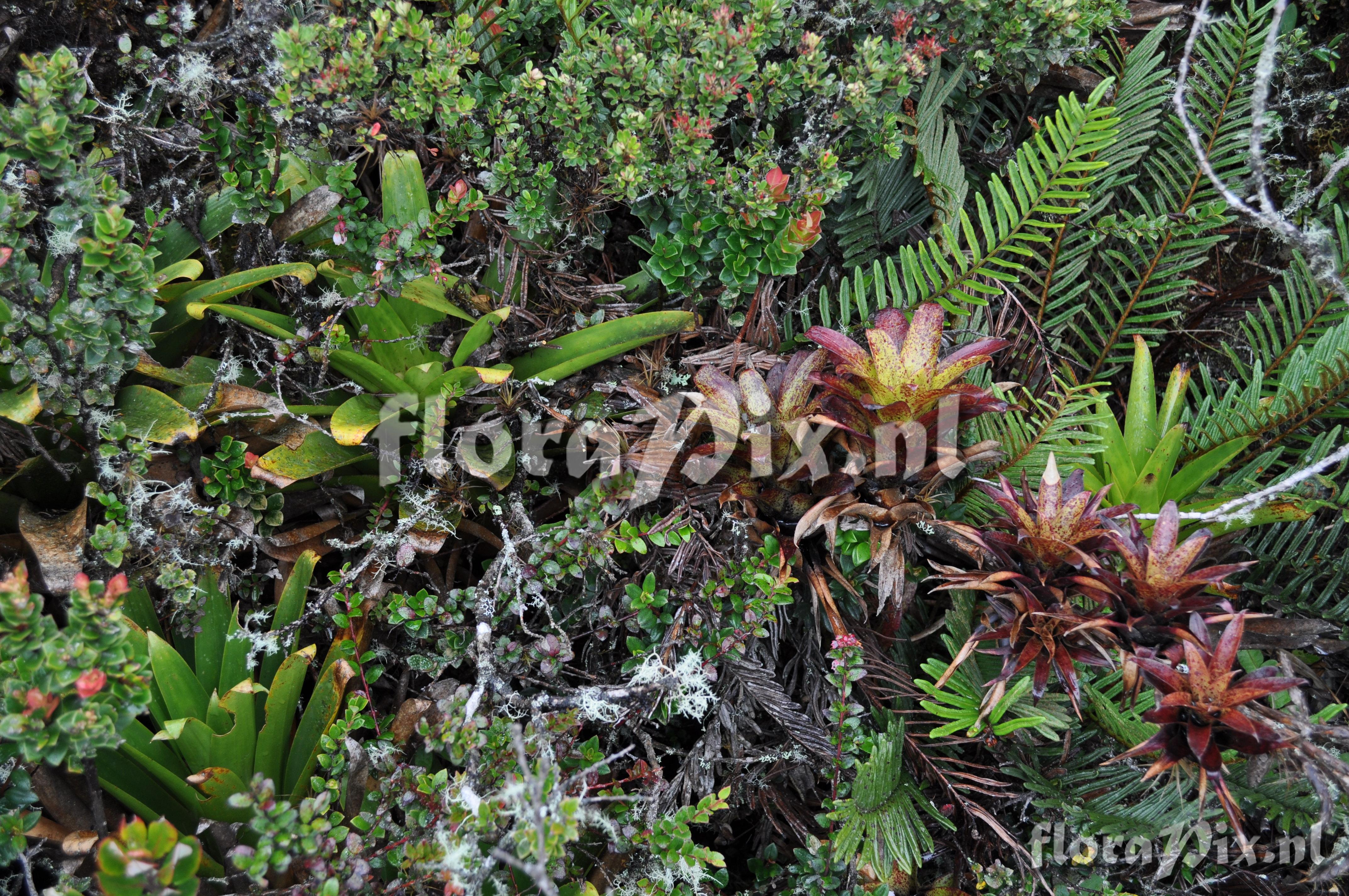 Tillandsia  