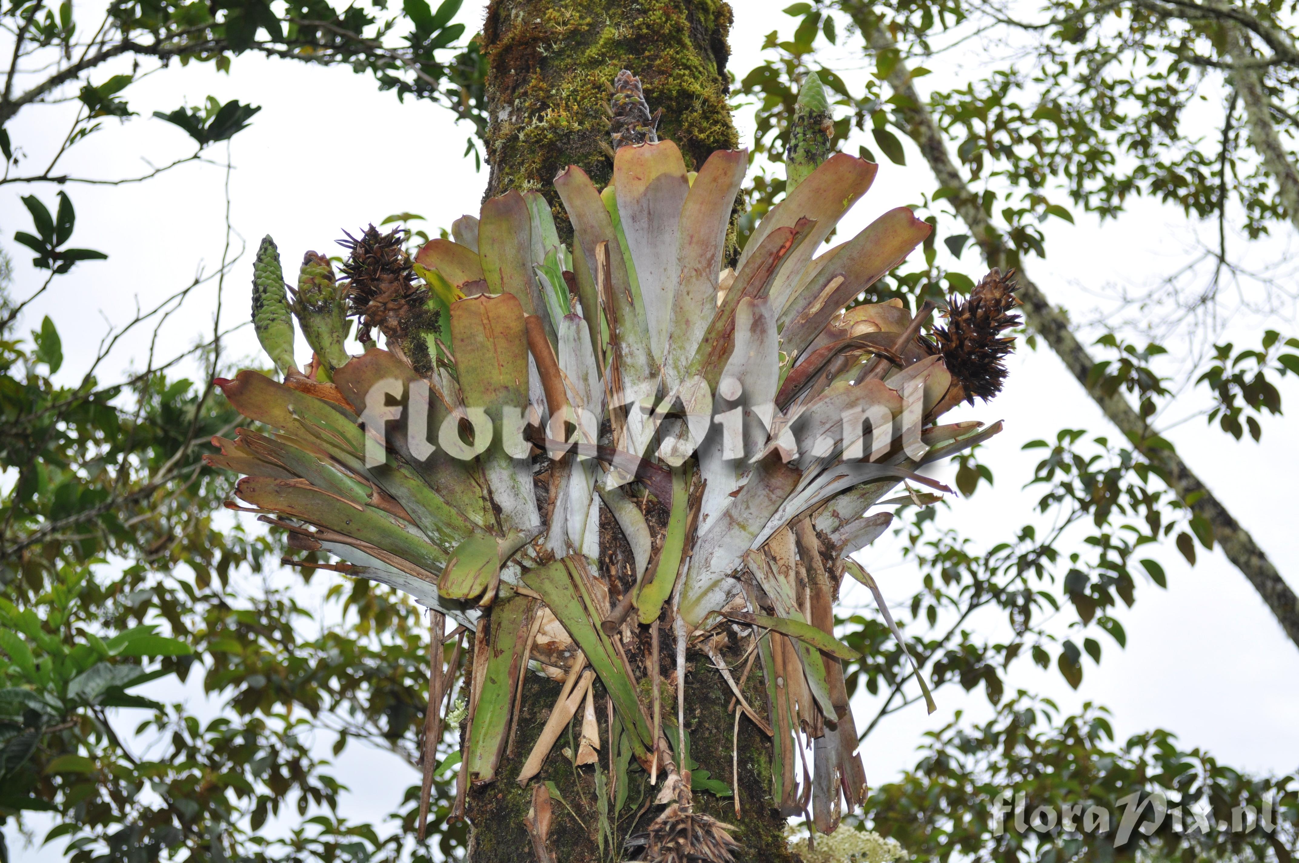 Guzmania retusa