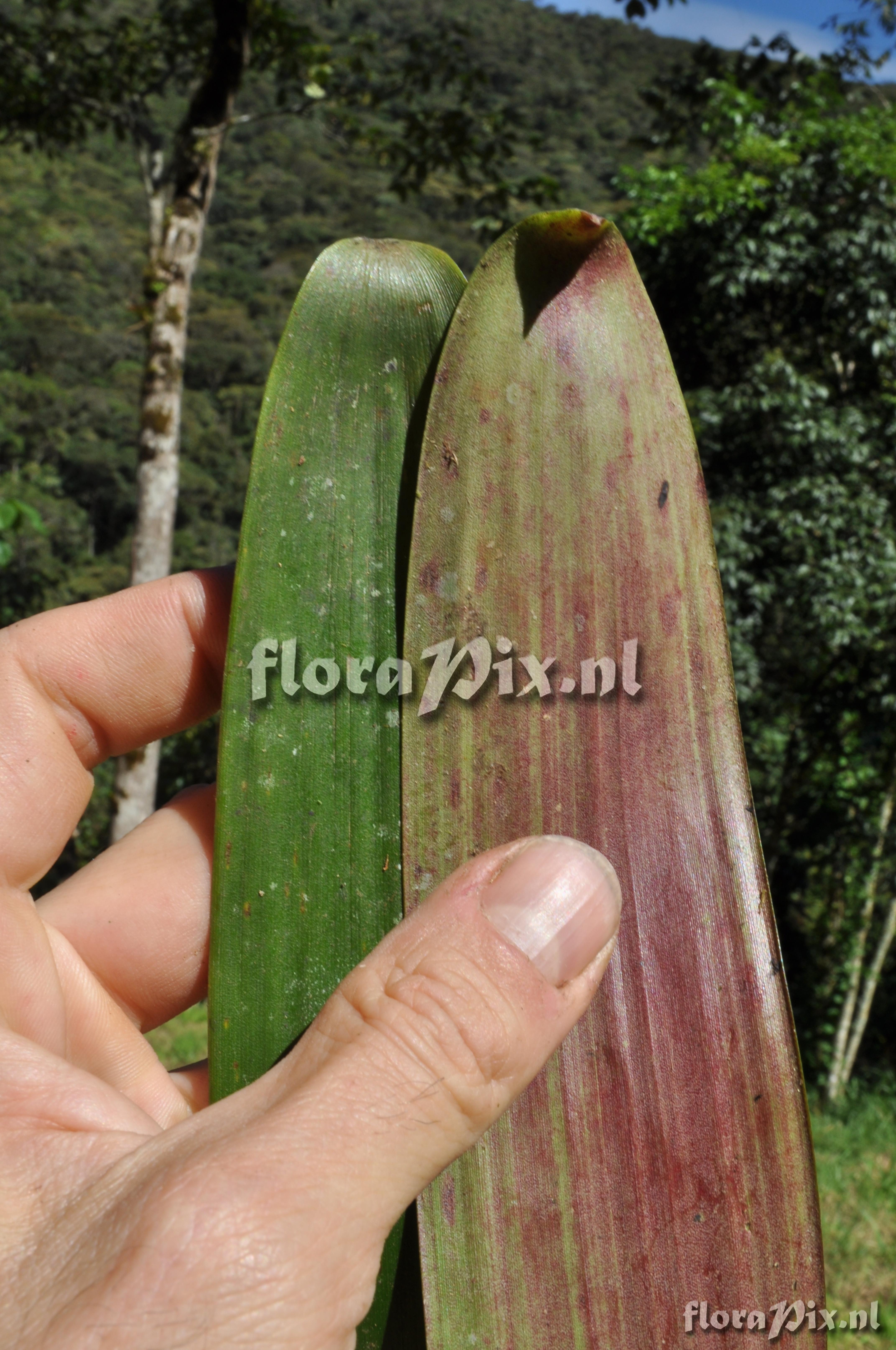 Guzmania squarrosa