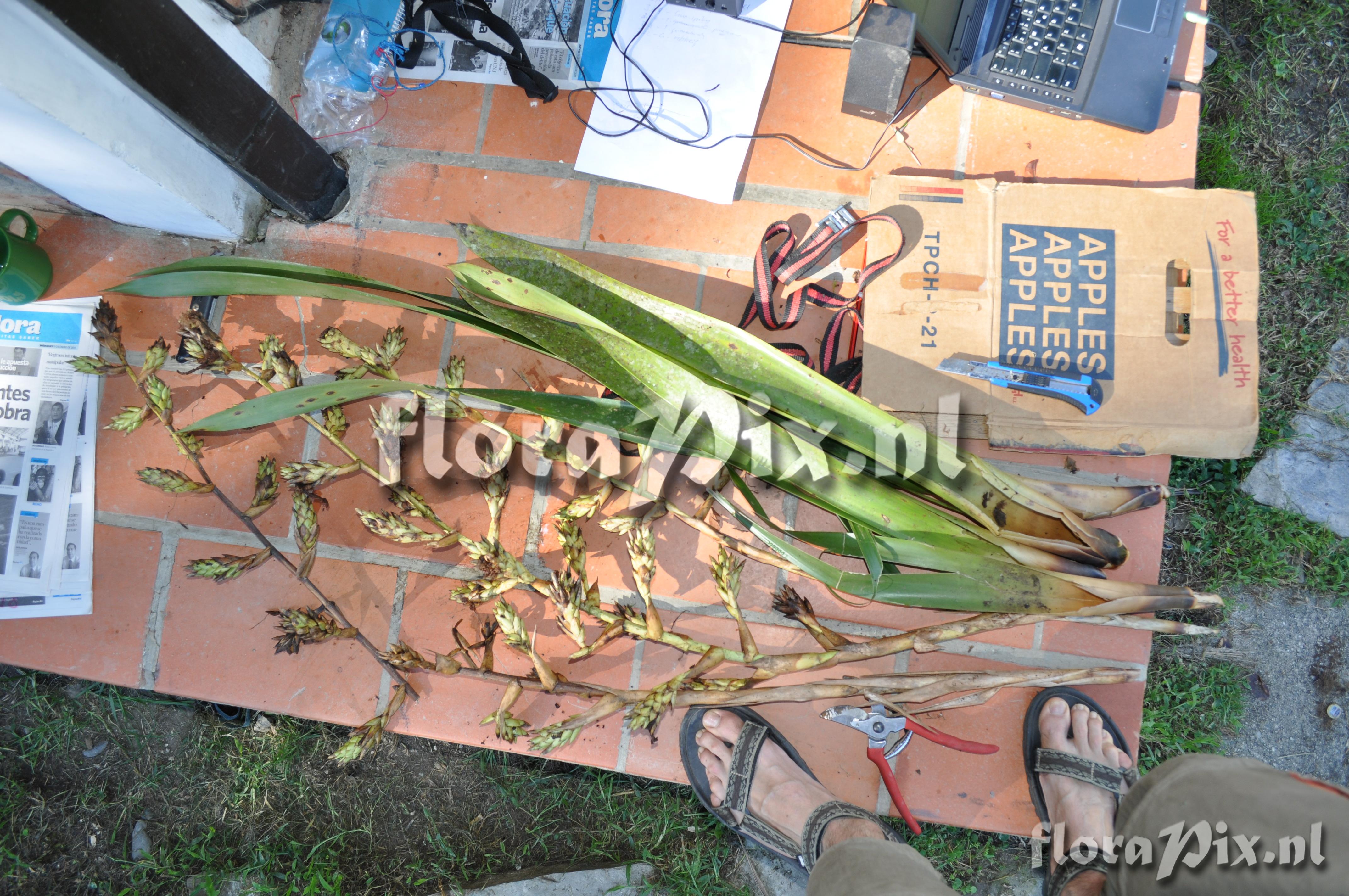 Guzmania altsonii