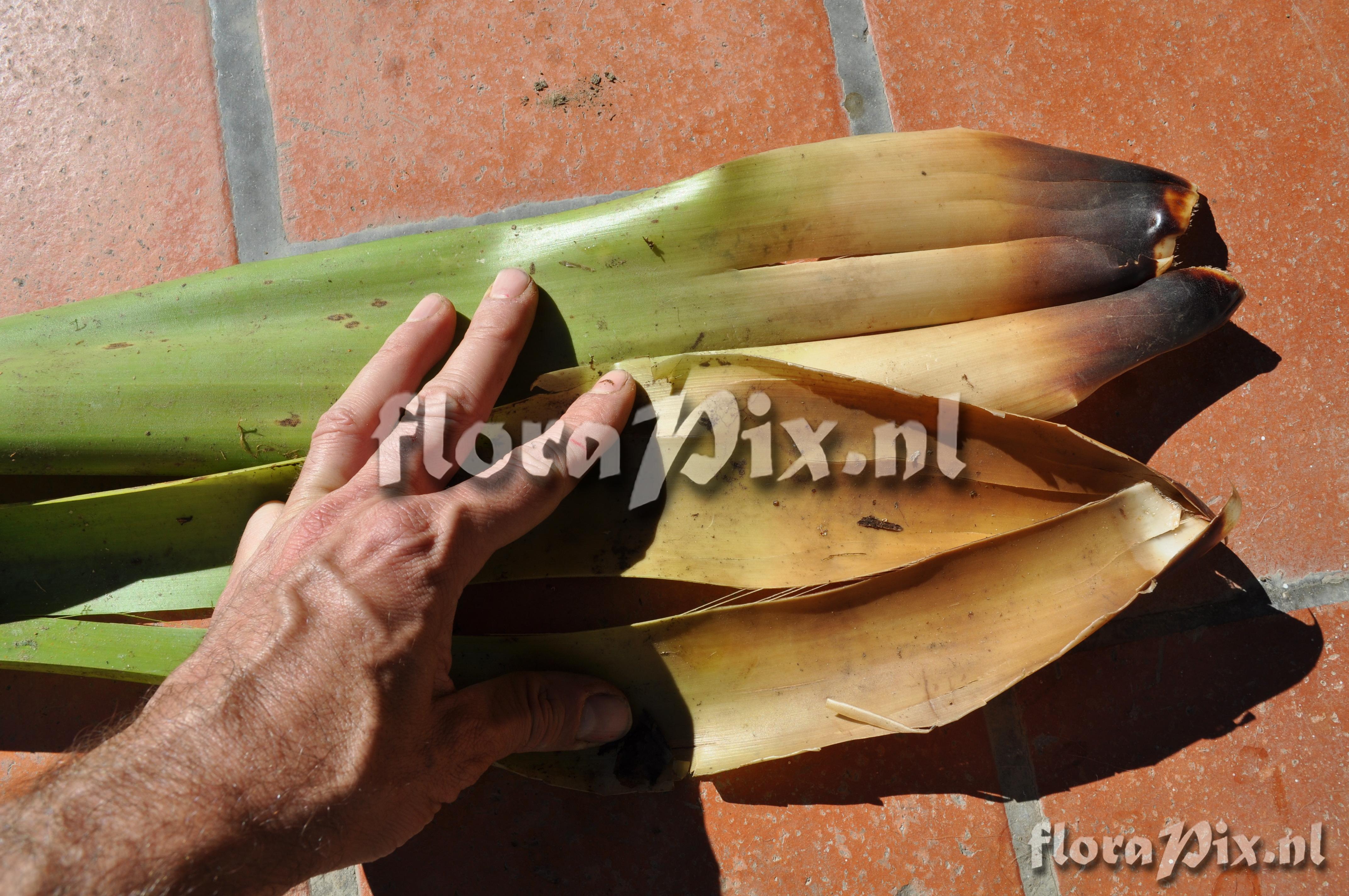 Guzmania altsonii