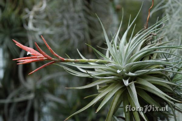 Tillandsia didisticha