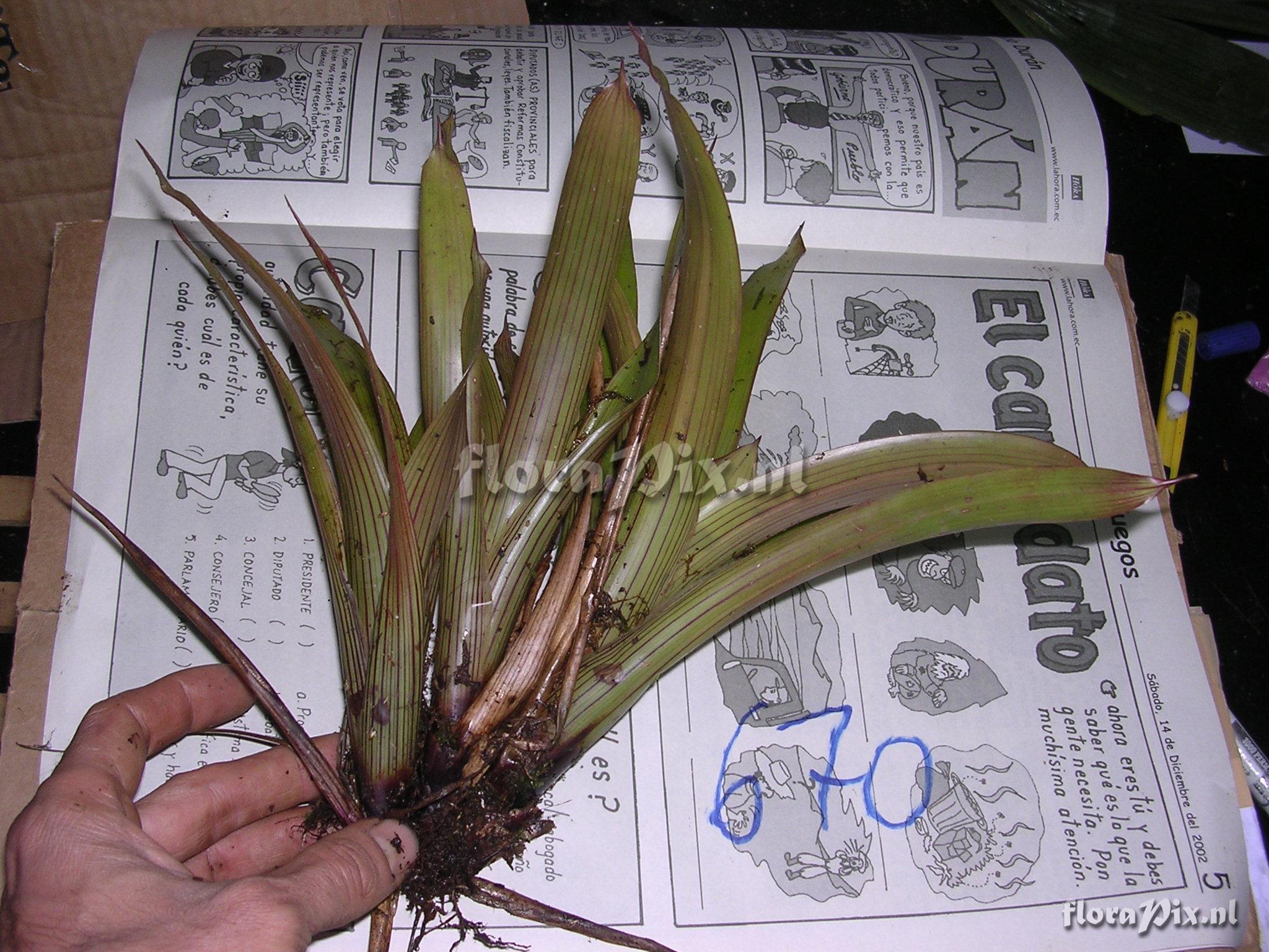 Guzmania  