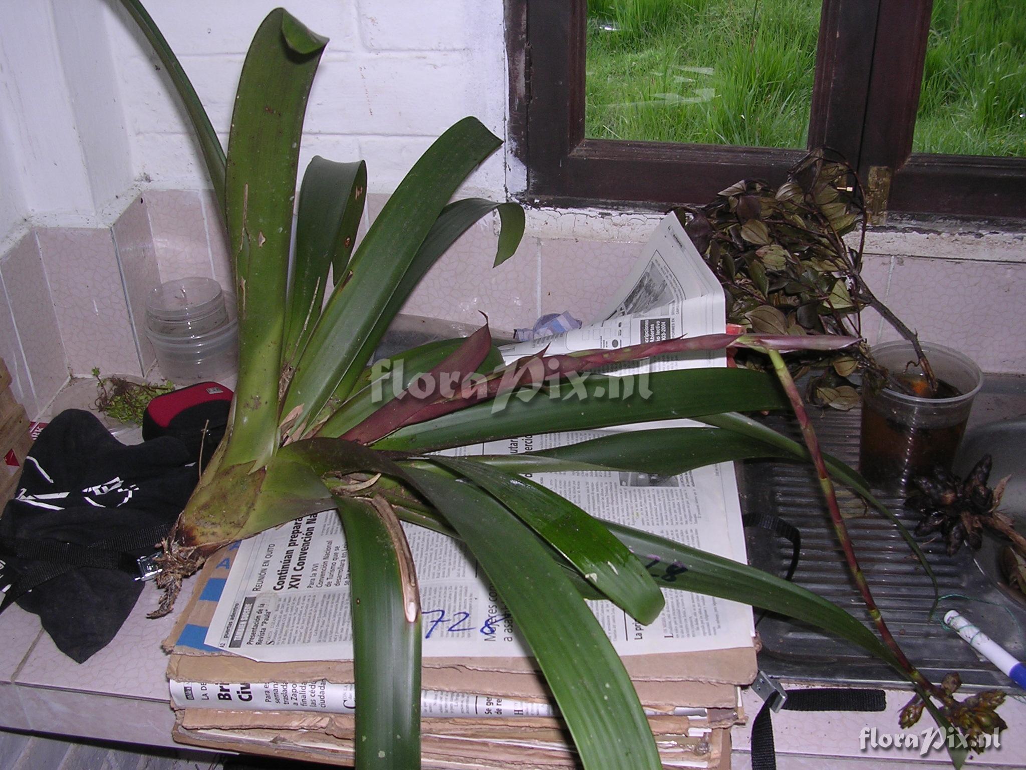 Guzmania confusa L.B. Sm.