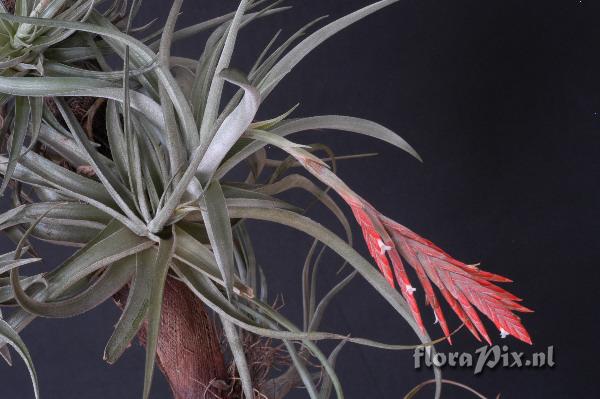 Tillandsia didisticha