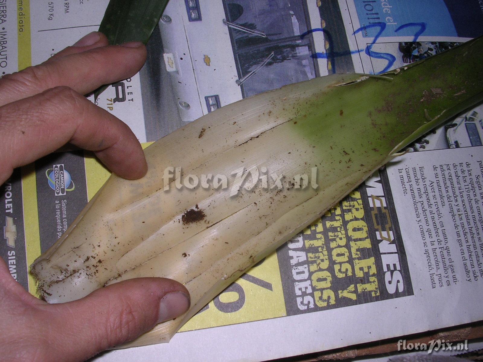 Guzmania confusa L.B. Sm.